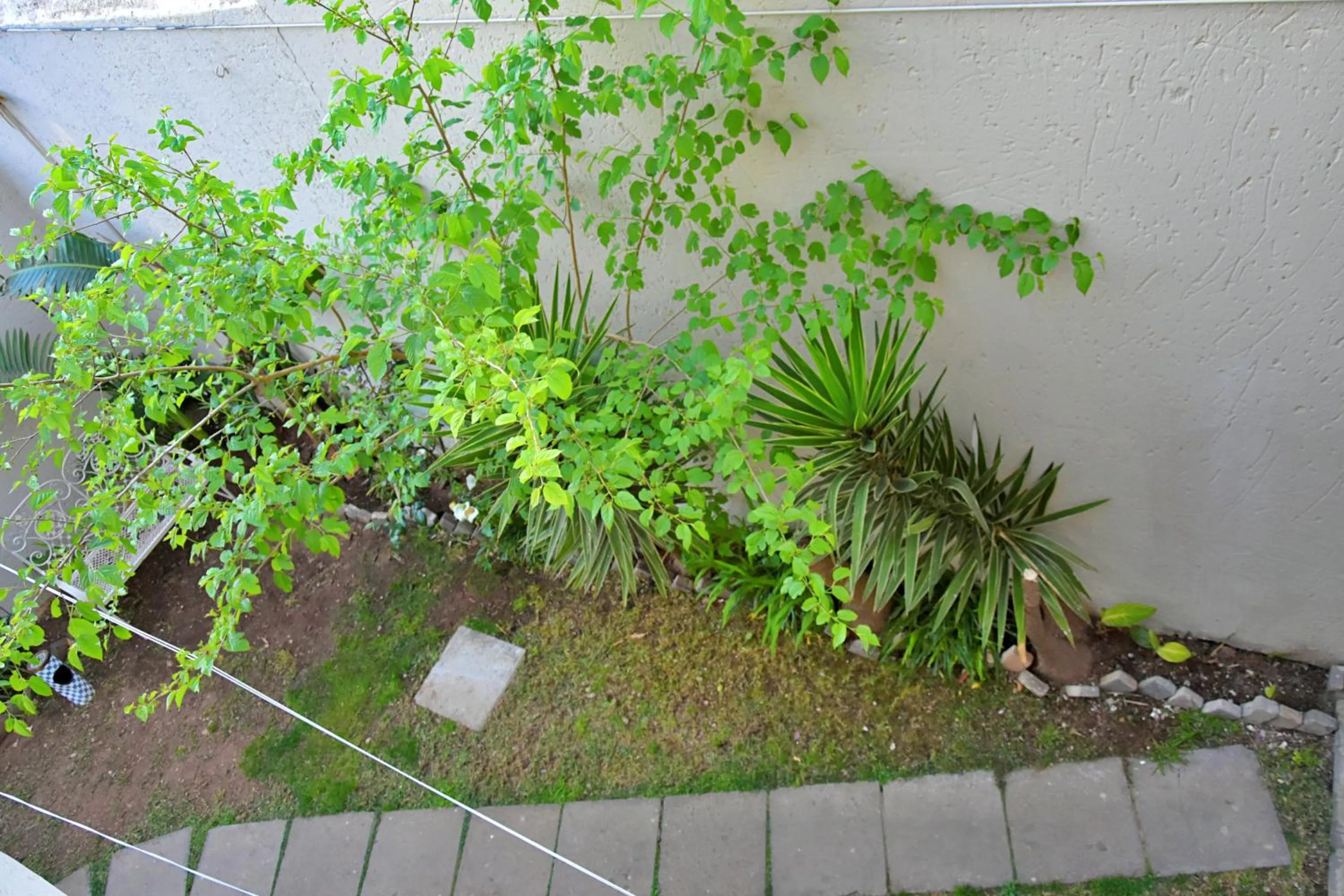 Garden in Houghton Guest House