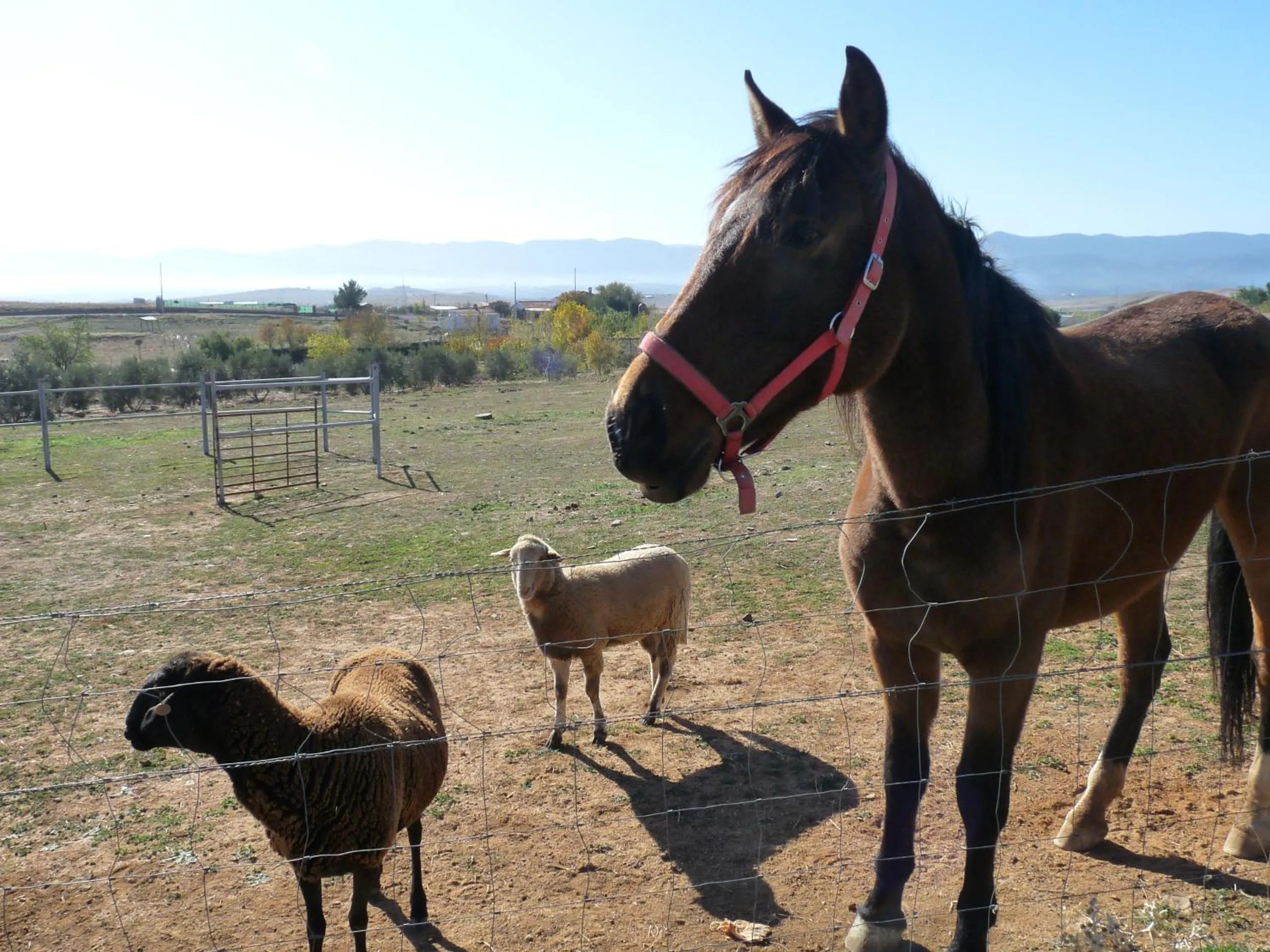 Animals in Casa del Valle, Lodges