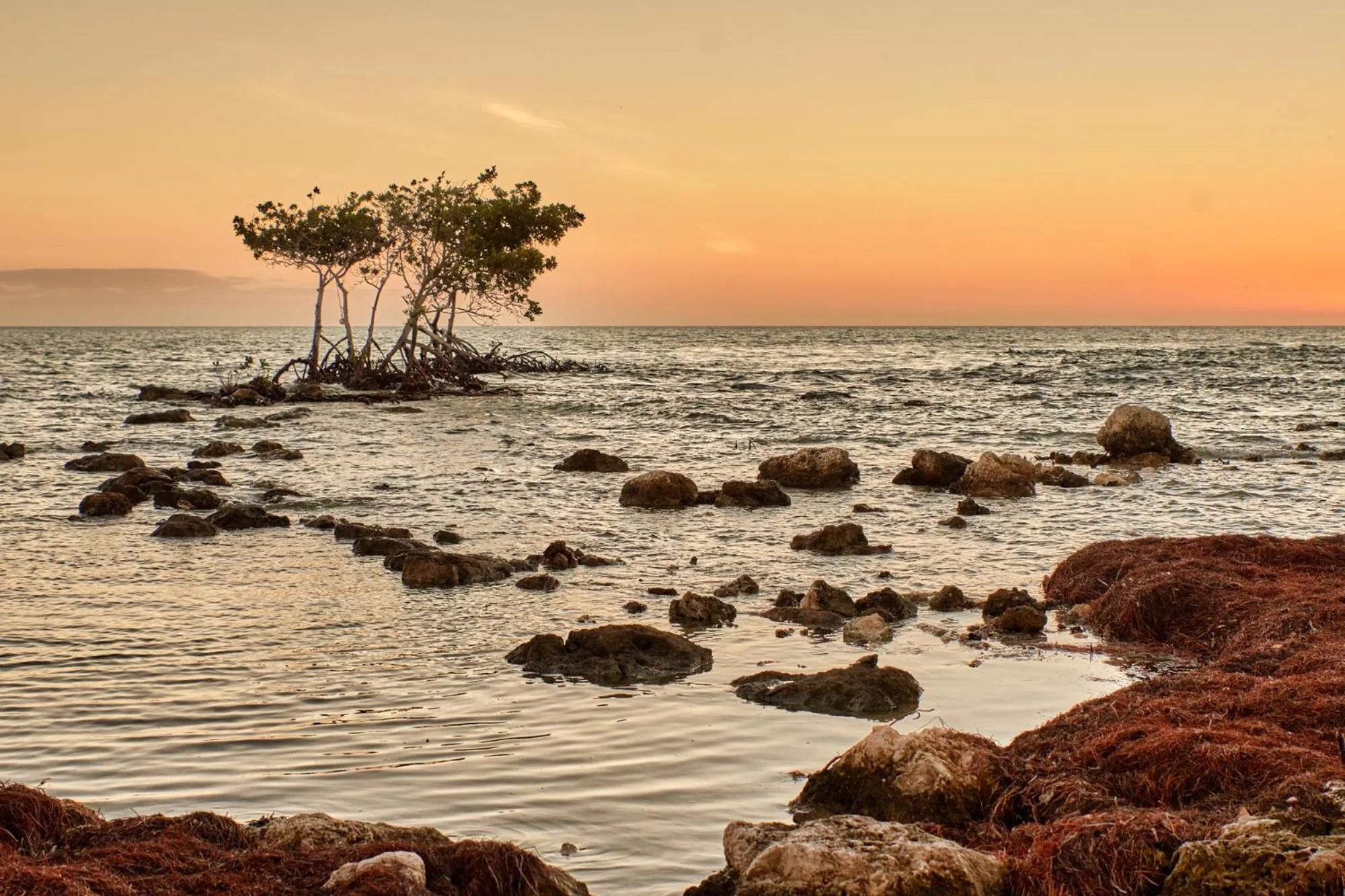 Natural landscape in Isla Bella Beach Resort & Spa - Florida Keys