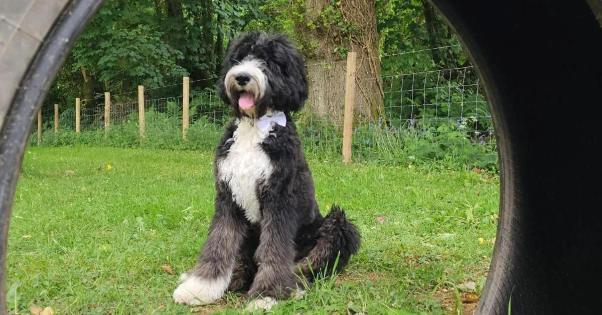 Pets in Lakeview Manor