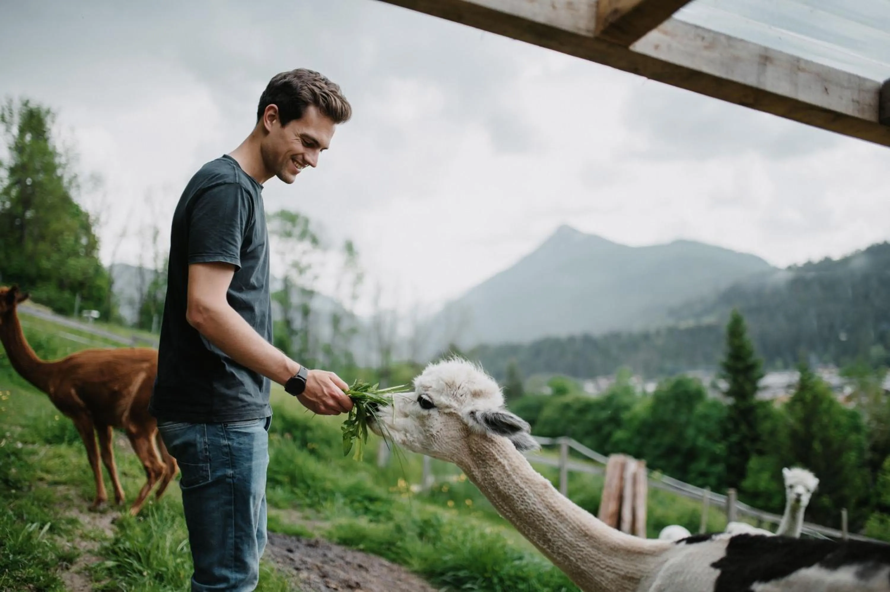 Animals in Landhotel Laudersbach