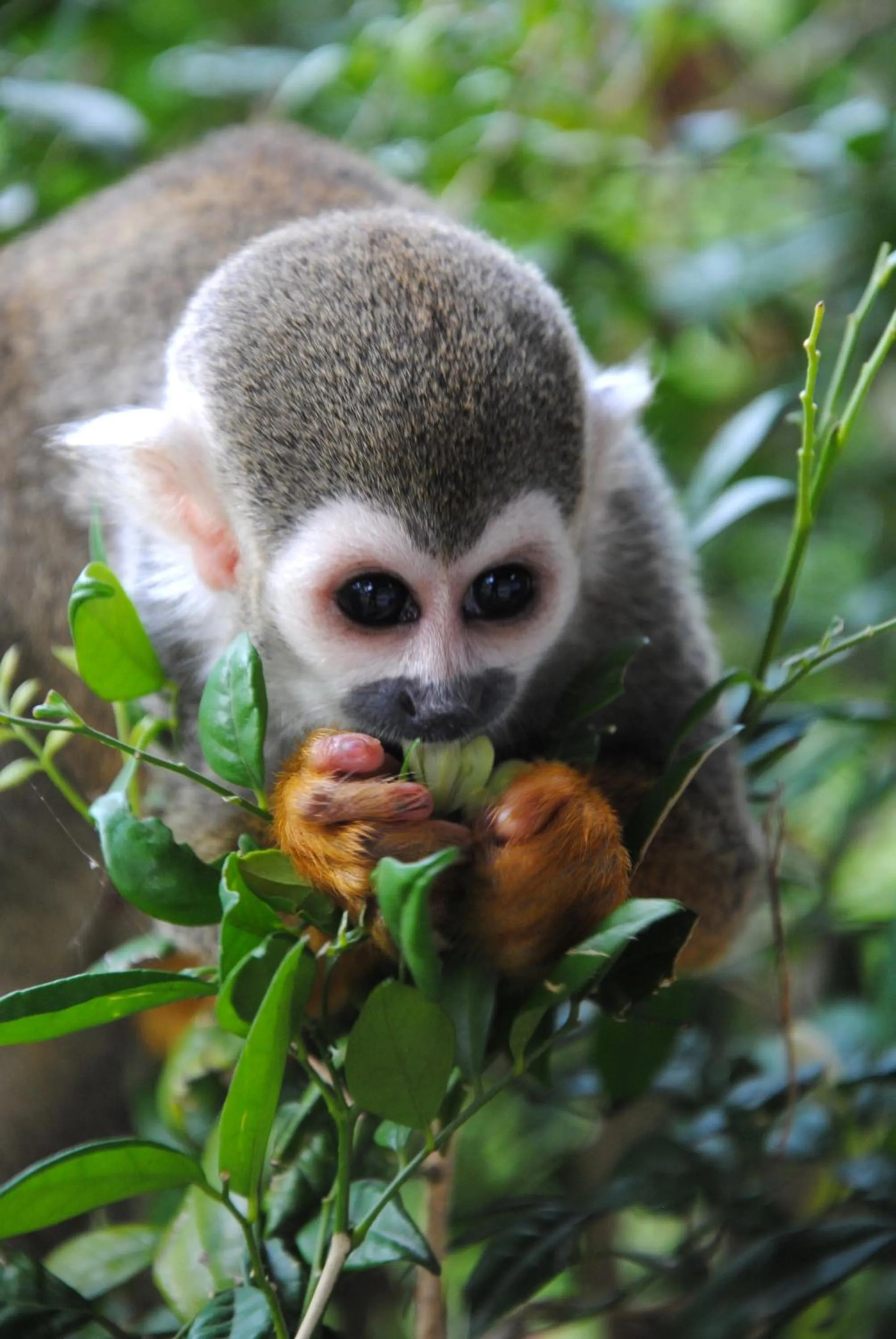A'Famosa Resort Melaka