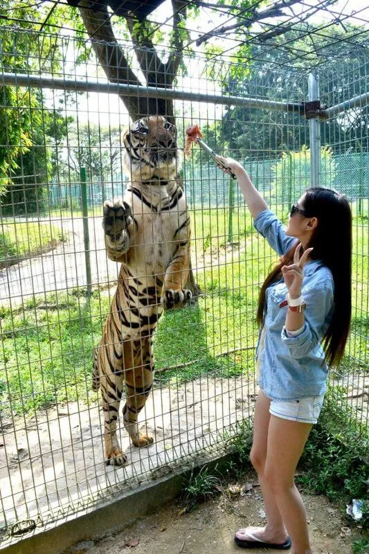 Animals in A'Famosa Resort Melaka