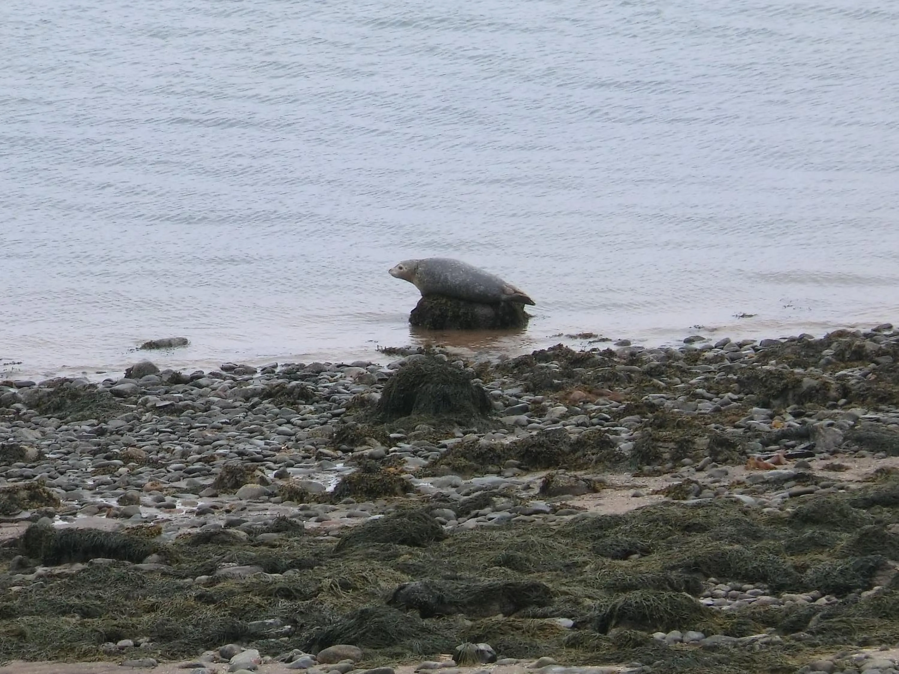 Sea view in Admiral Digby Inn Restaurant and Cottages