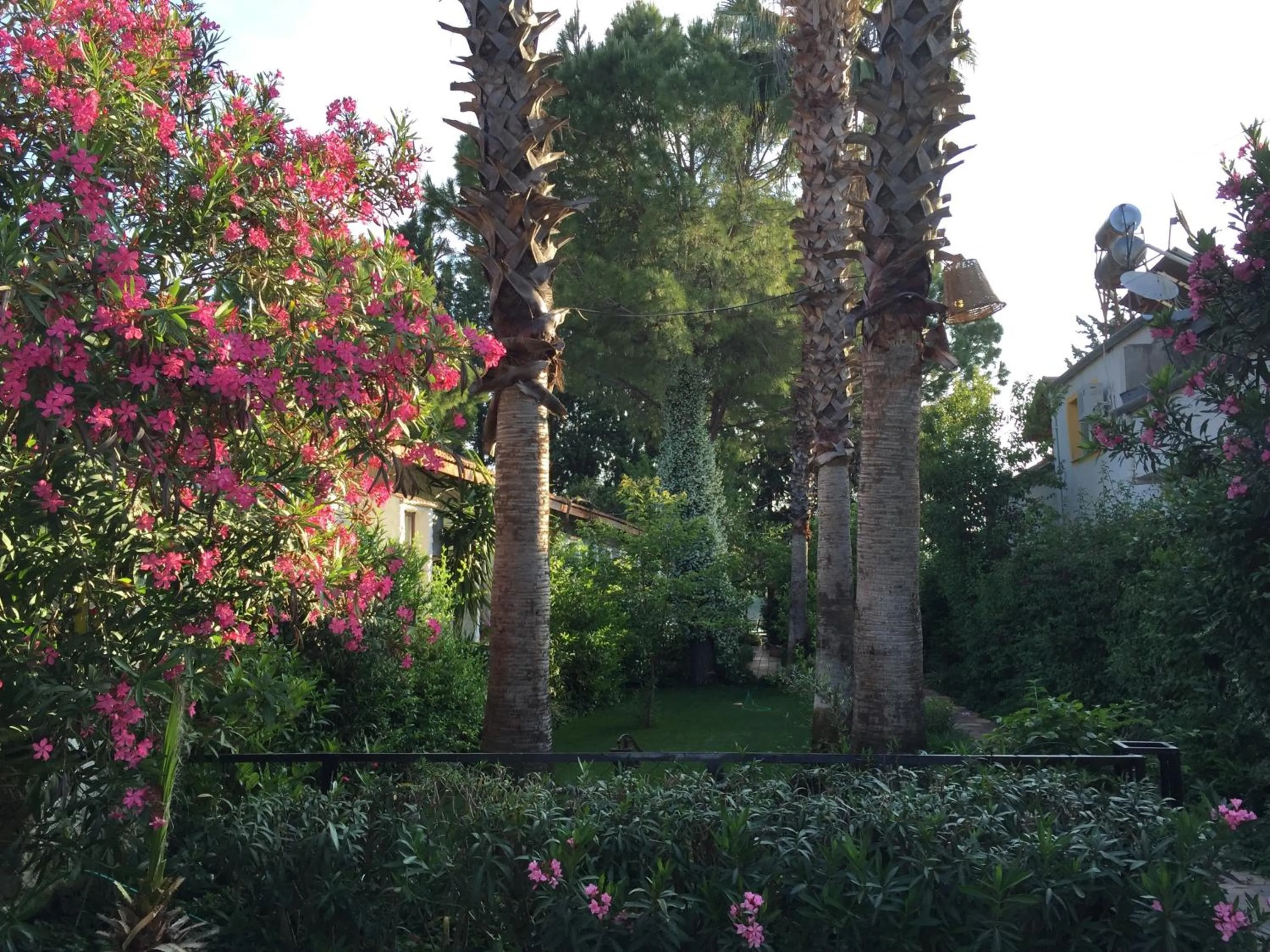 Garden in Hotel Happy Caretta