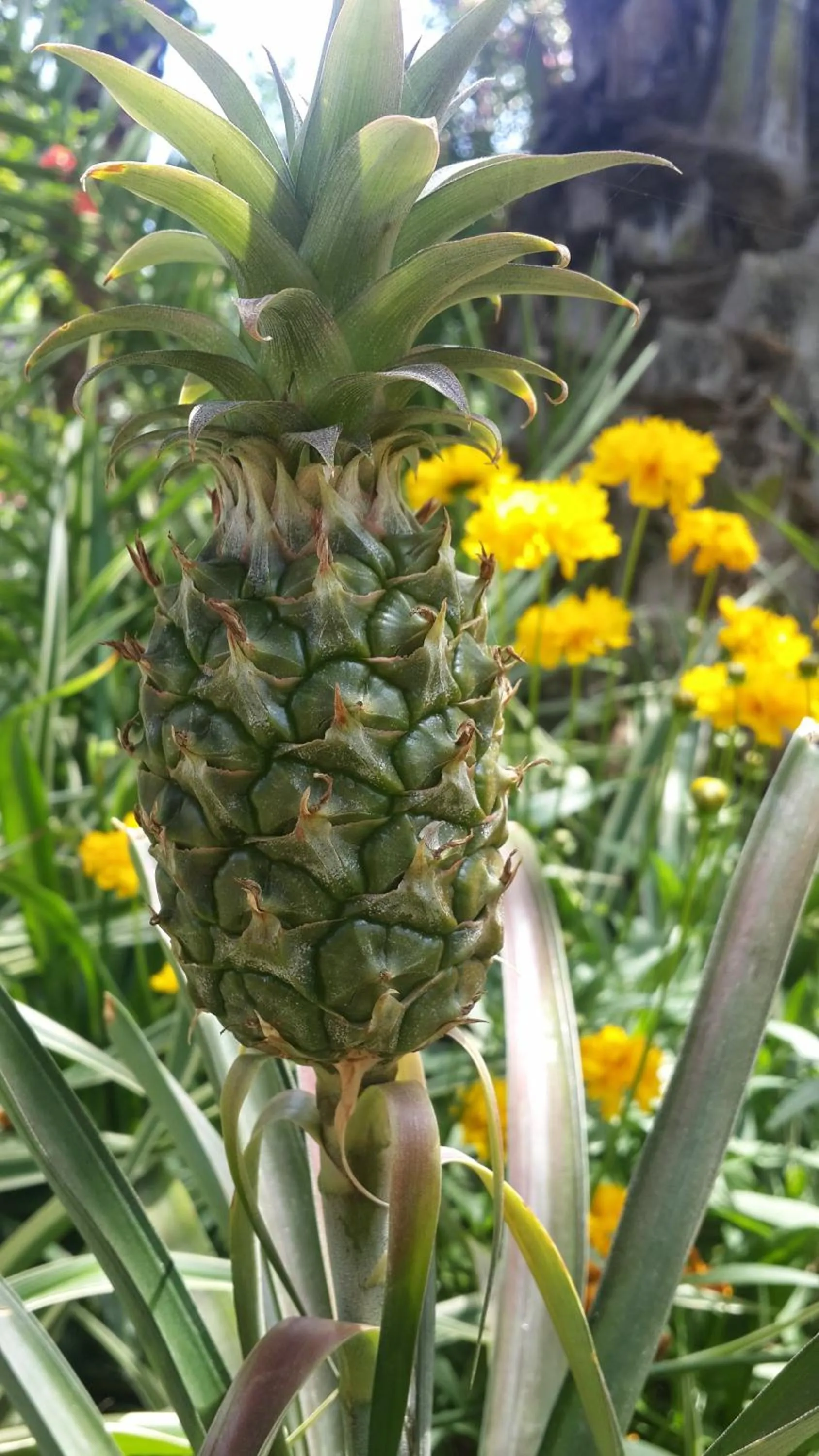 Garden in Hotel Happy Caretta