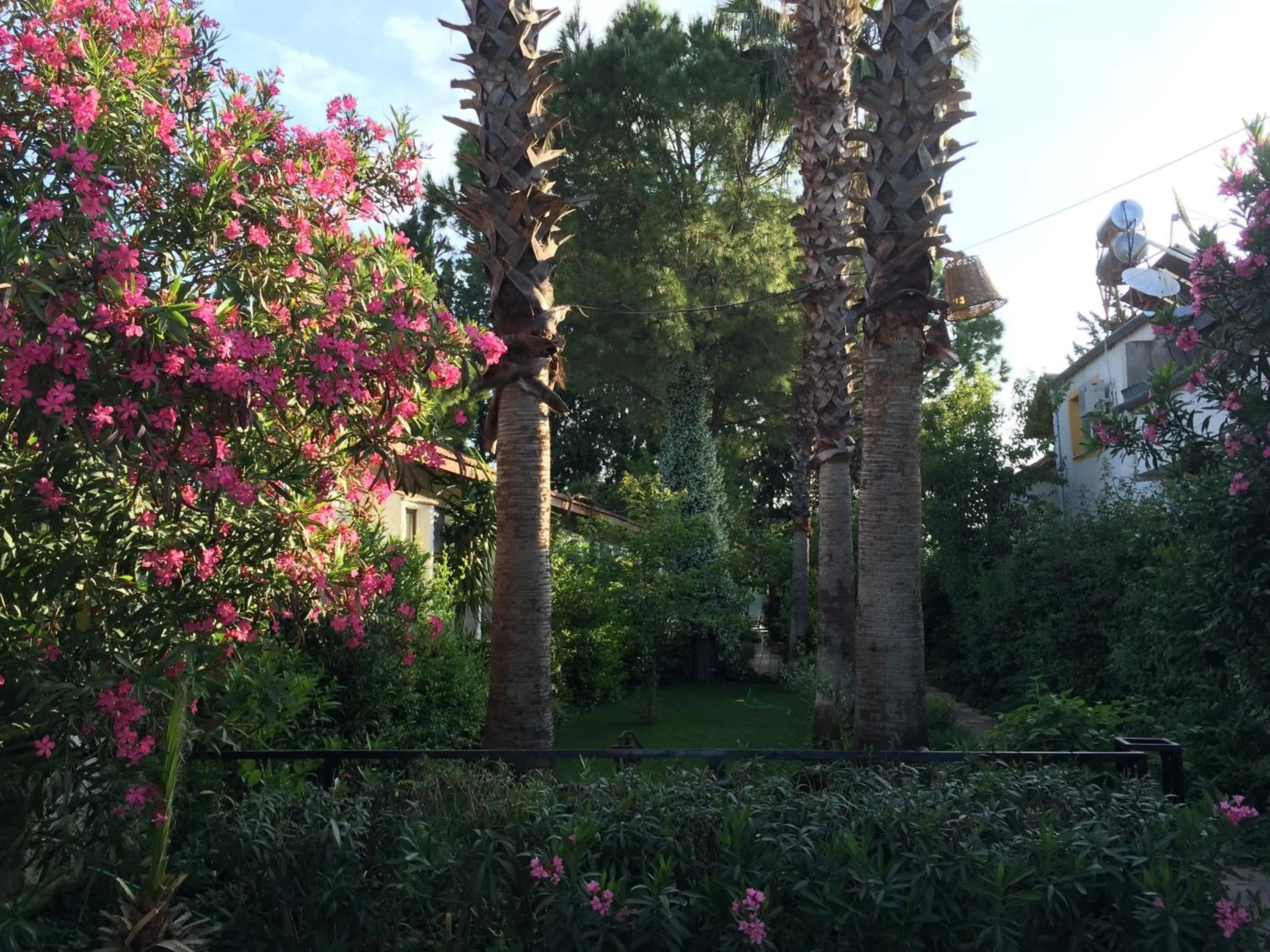 Garden in Hotel Happy Caretta