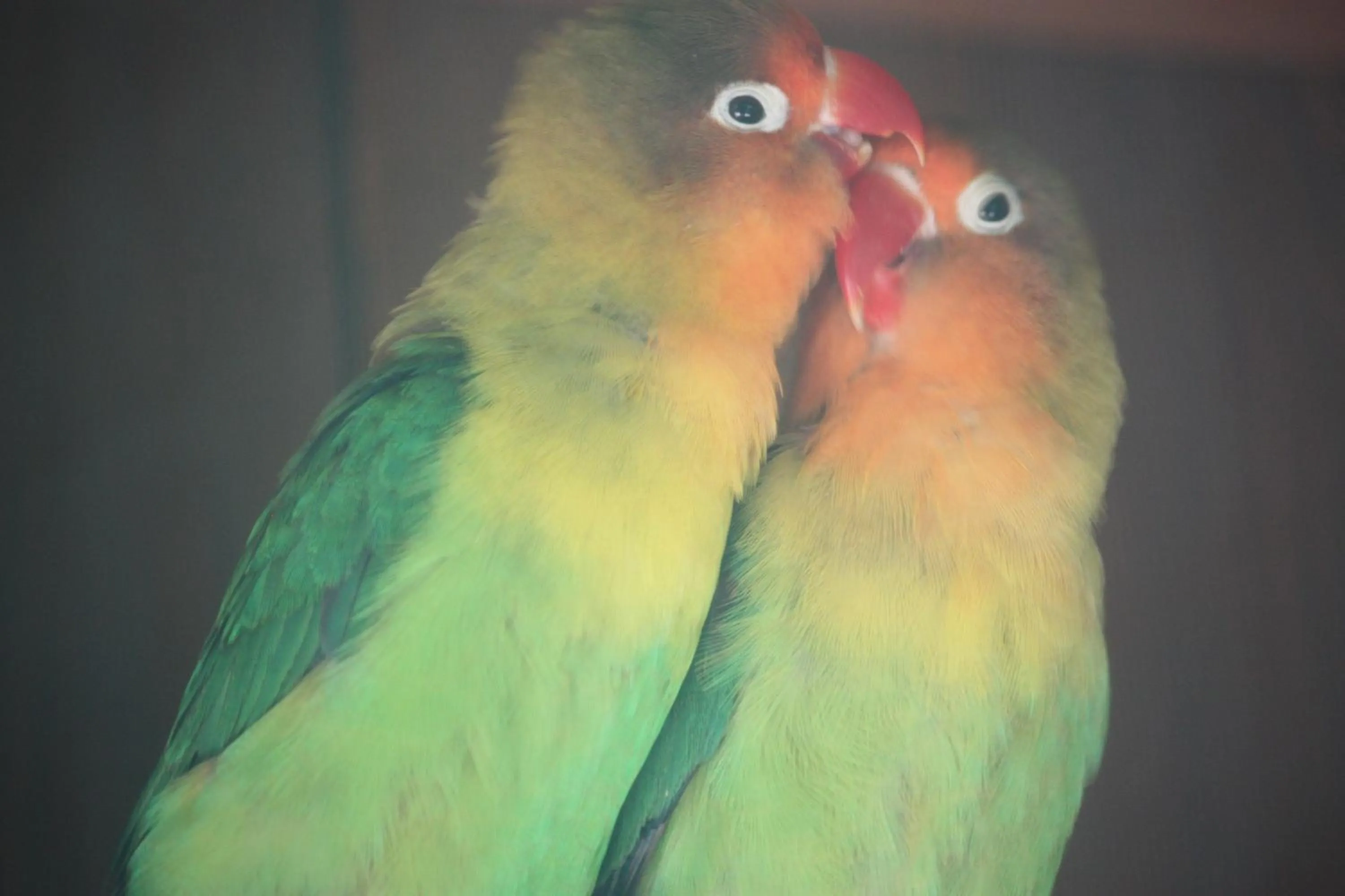 Pets in Hotel Happy Caretta