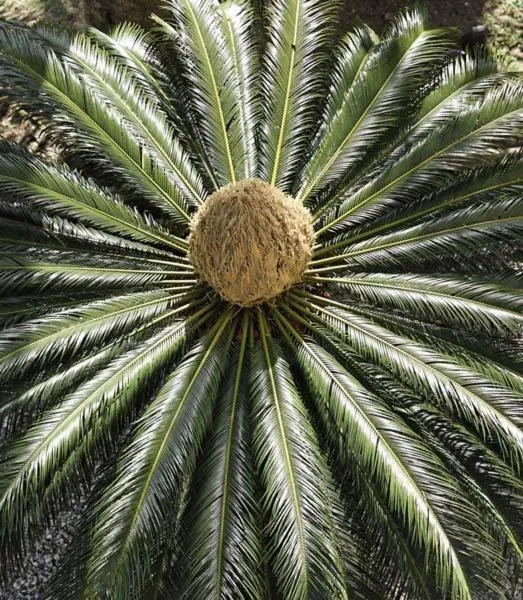 Natural landscape in Hotel Villa Adriana