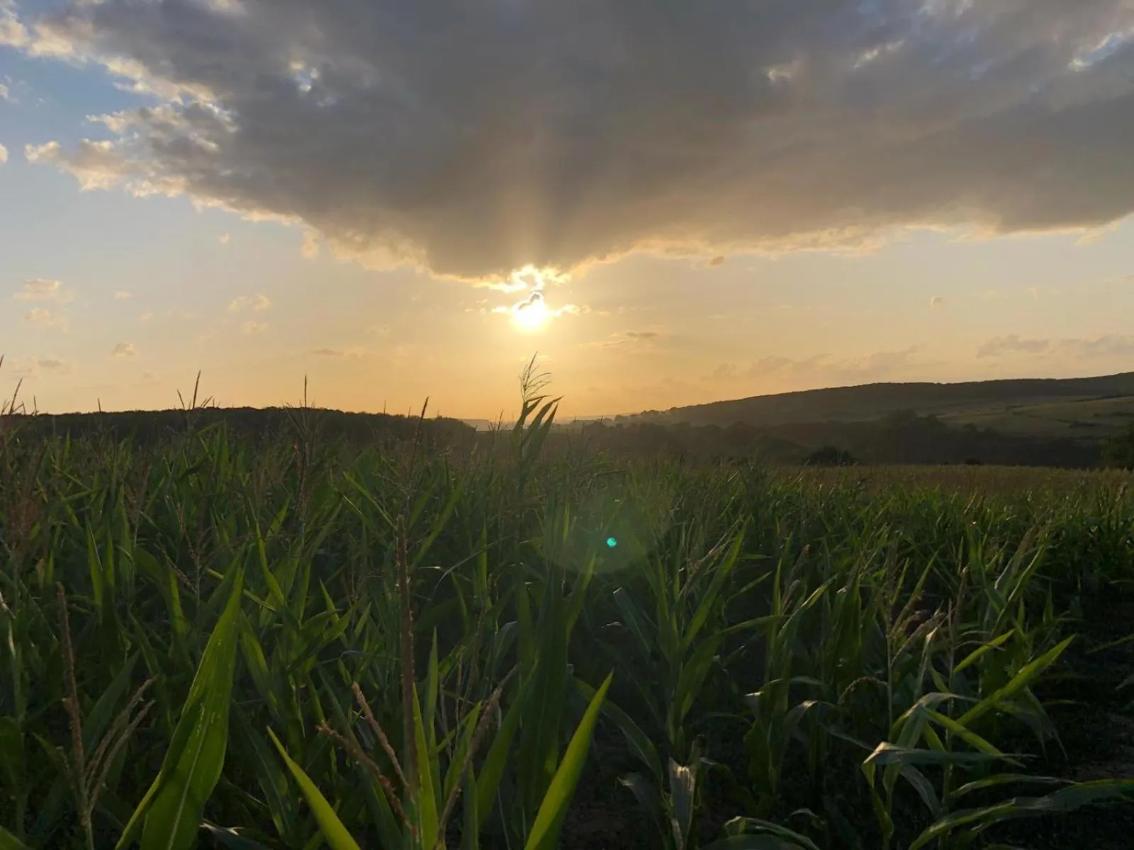 Natural landscape in B&B Joy's