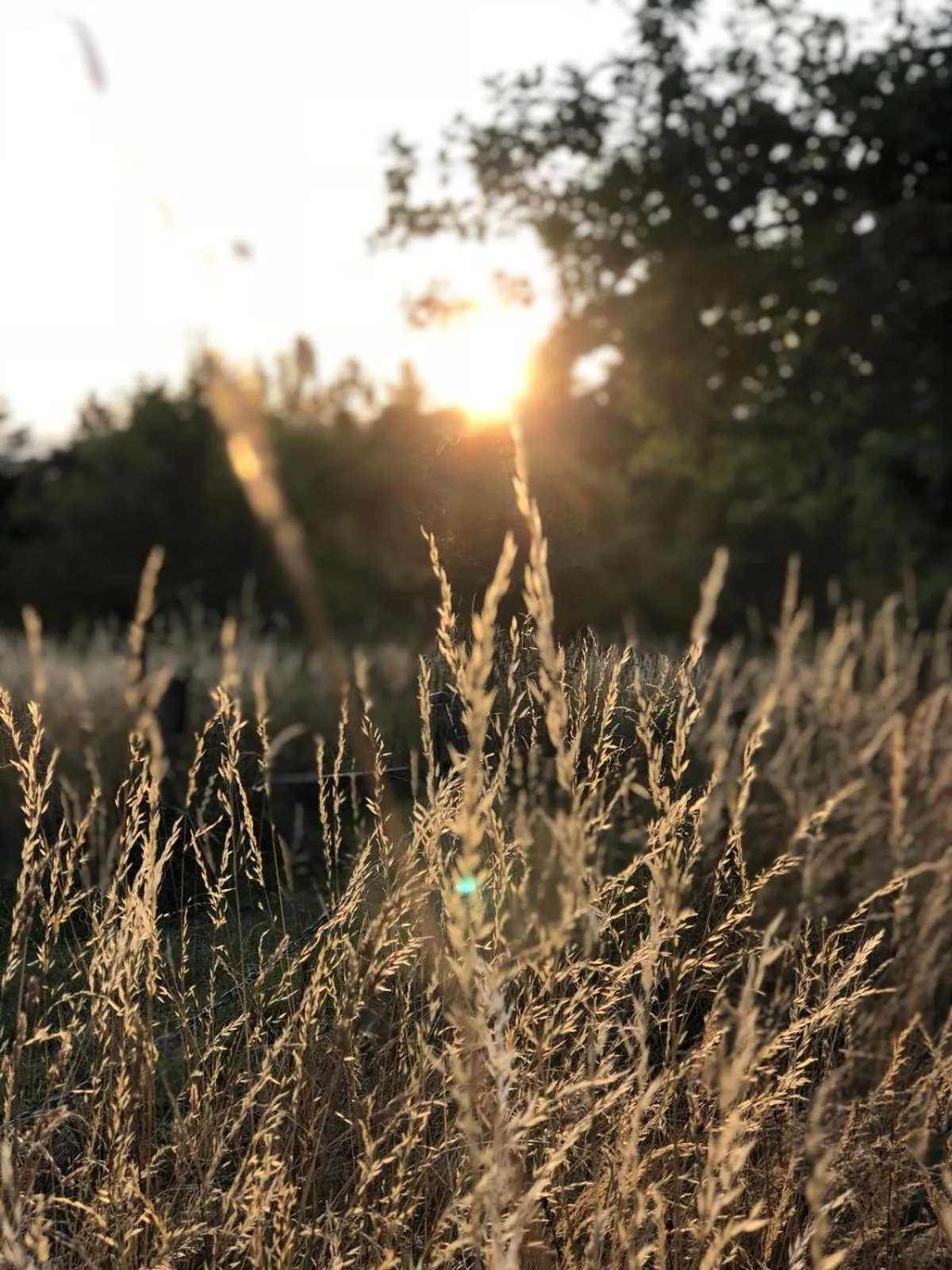 Natural landscape in B&B Joy's