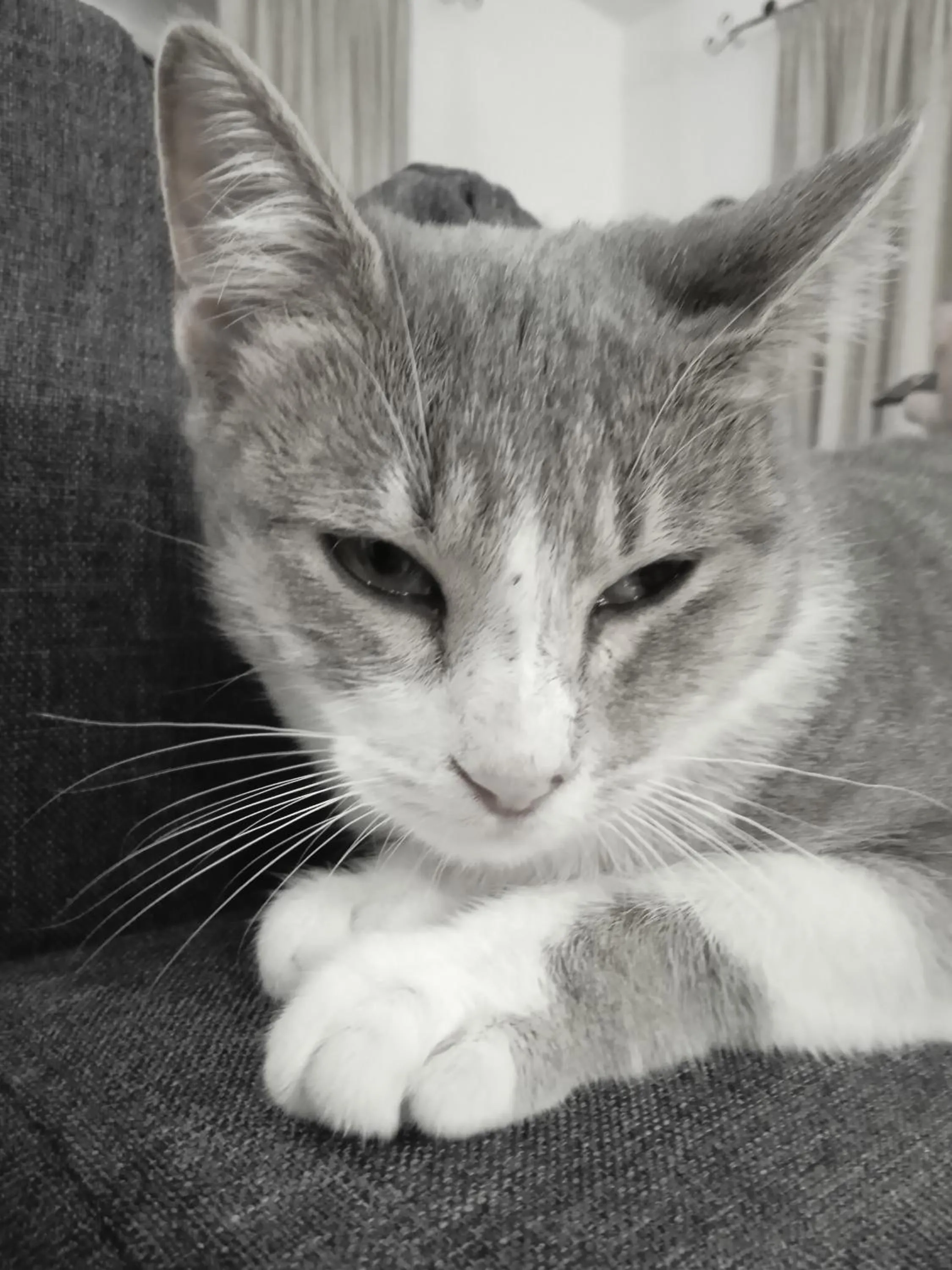 Pets in Casa Antonio