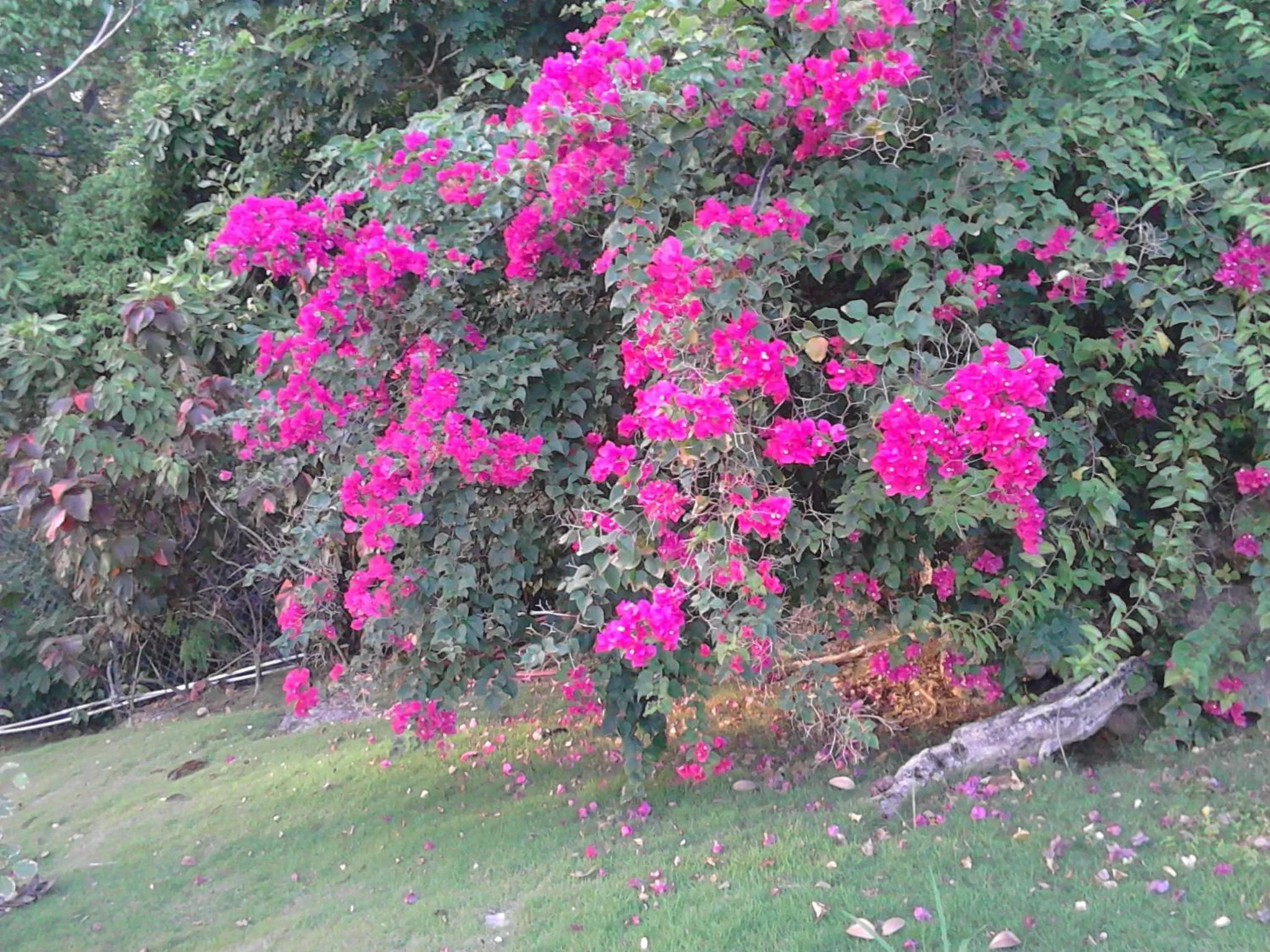 Natural landscape in Sea Symphony Villa