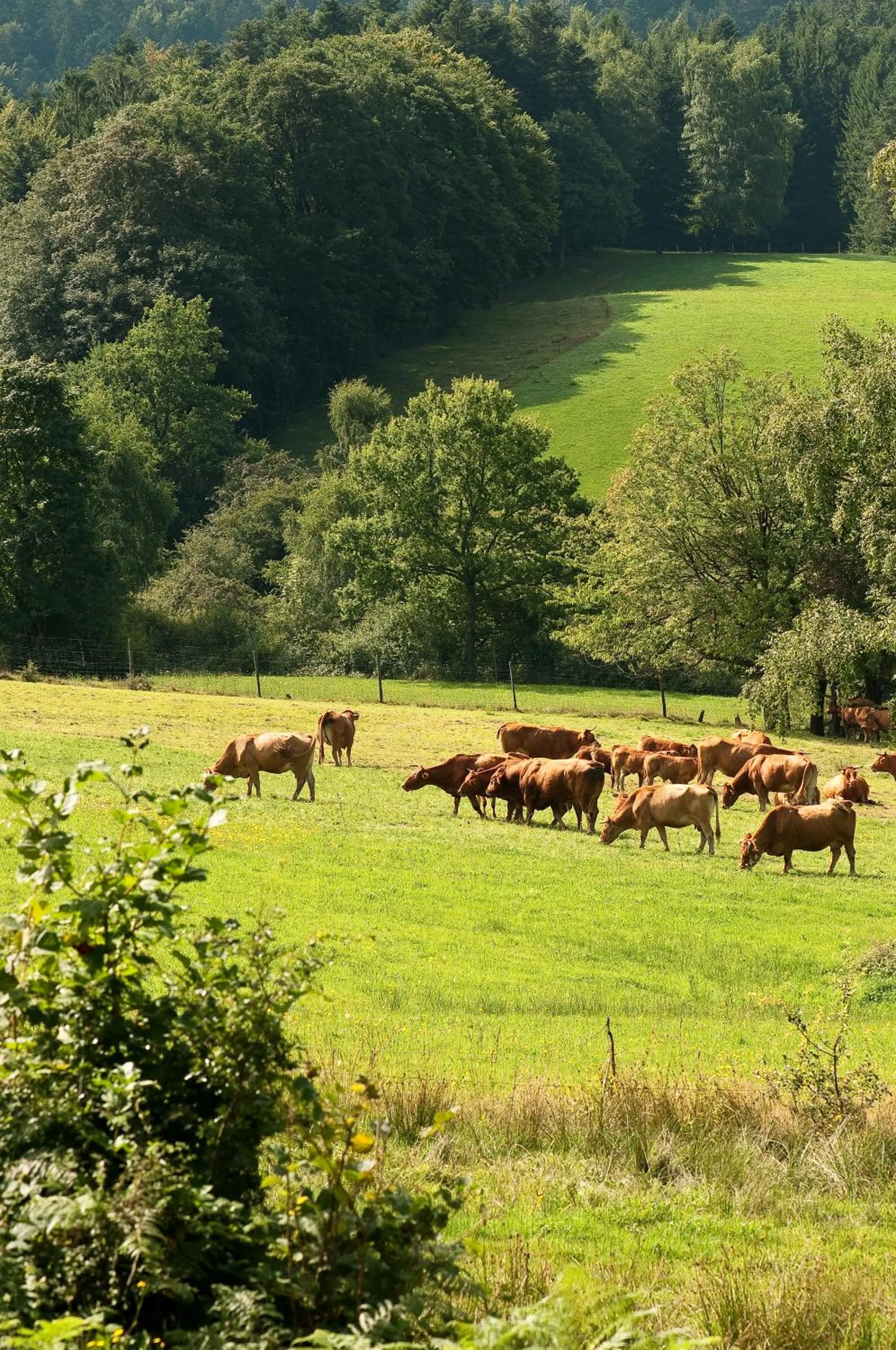 Animals in Logis Hôtel Restaurant Neuhauser