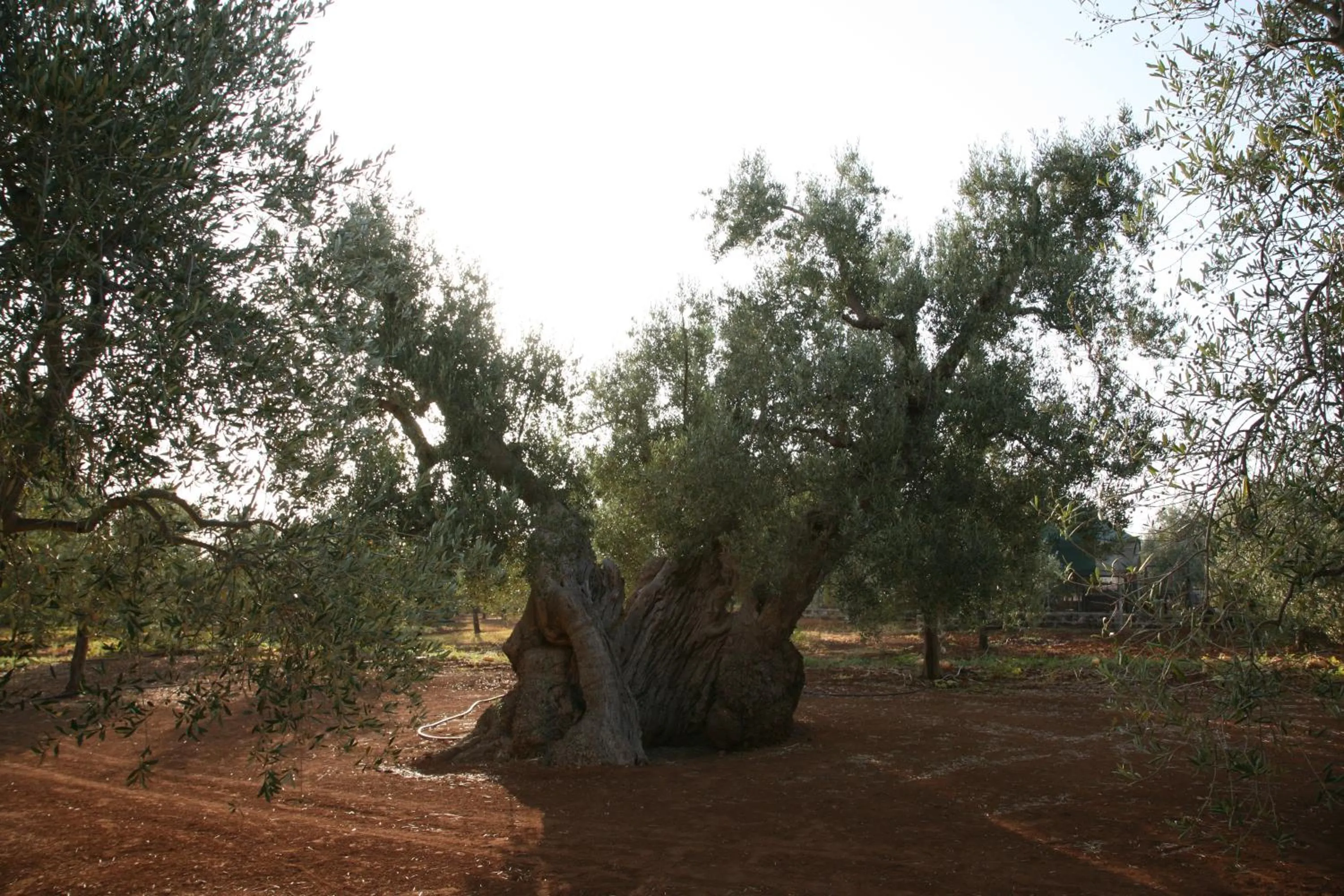Natural landscape in Masseria San Martino