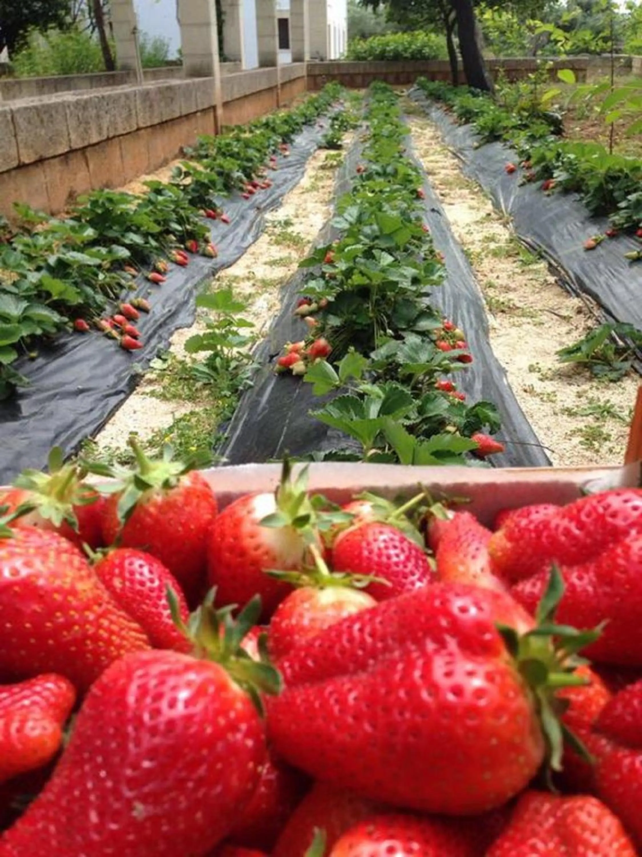 Other in Masseria San Martino