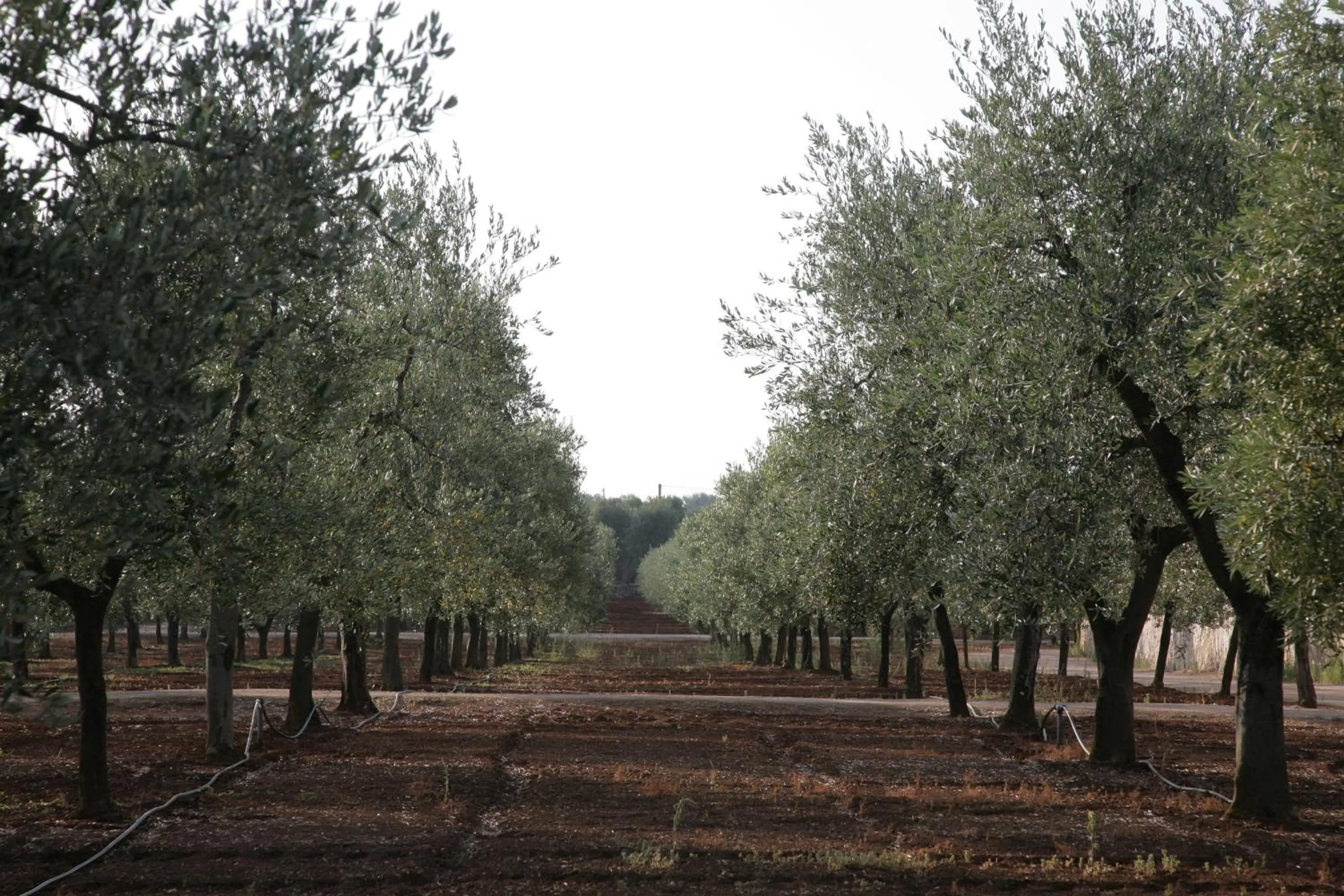 Natural landscape in Masseria San Martino