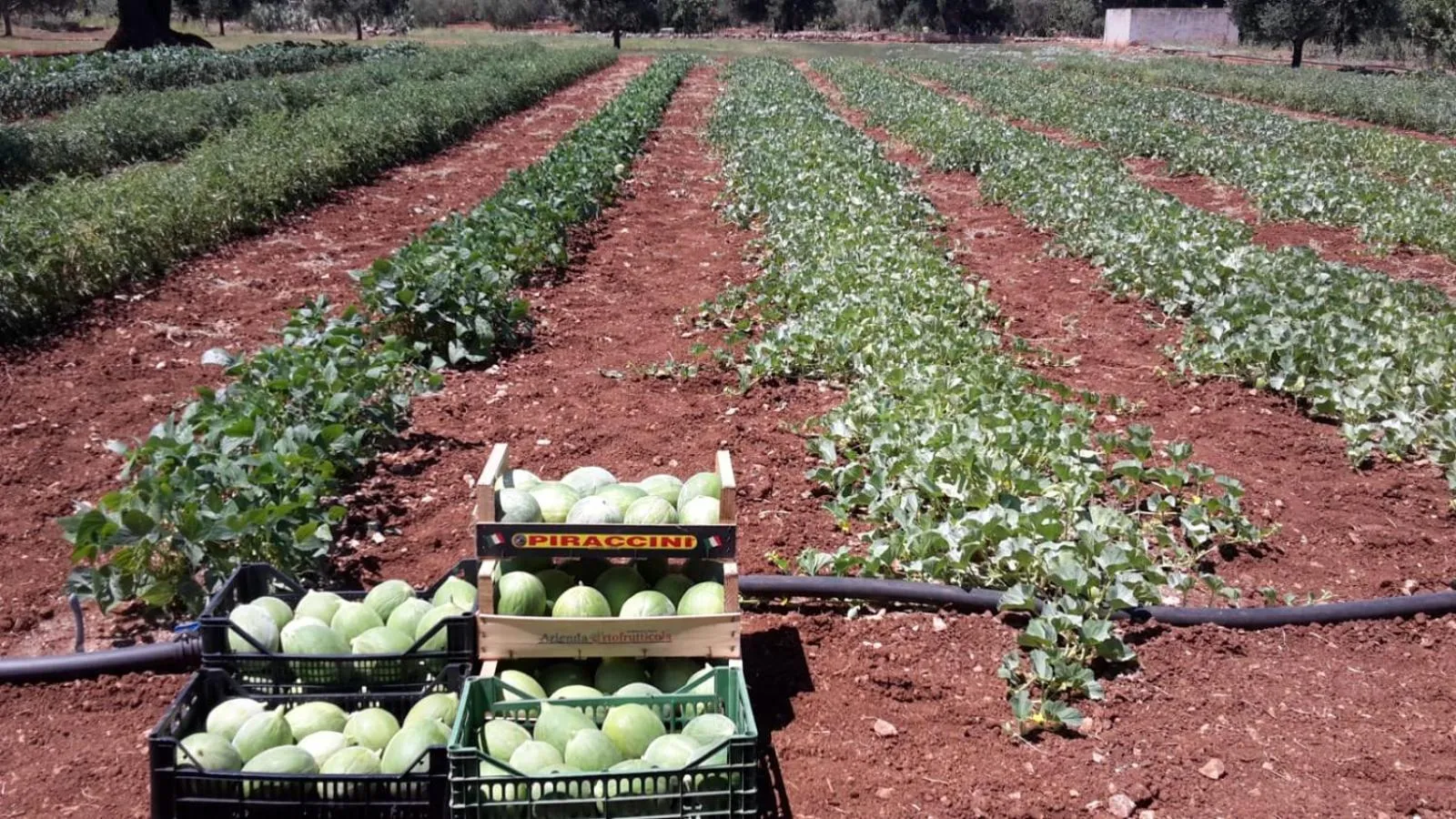 Other in Masseria San Martino