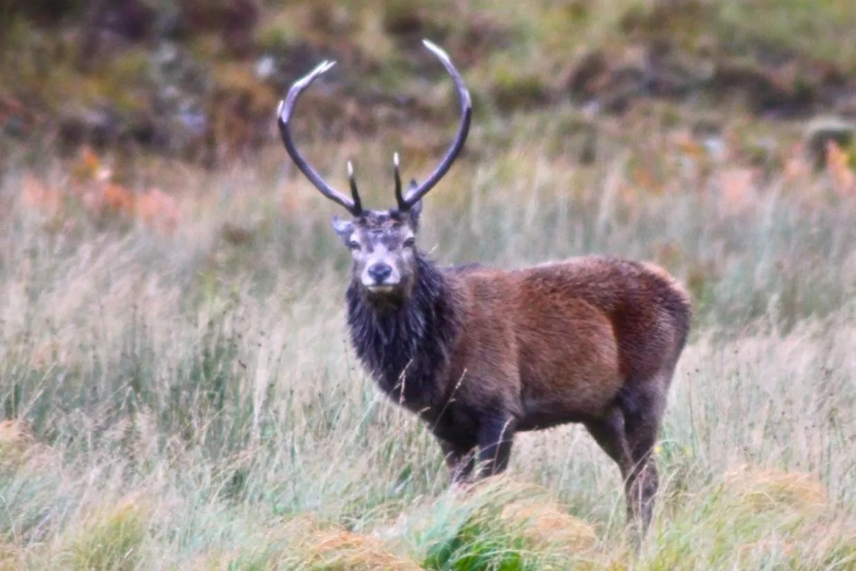 Animals in The Albert Inn