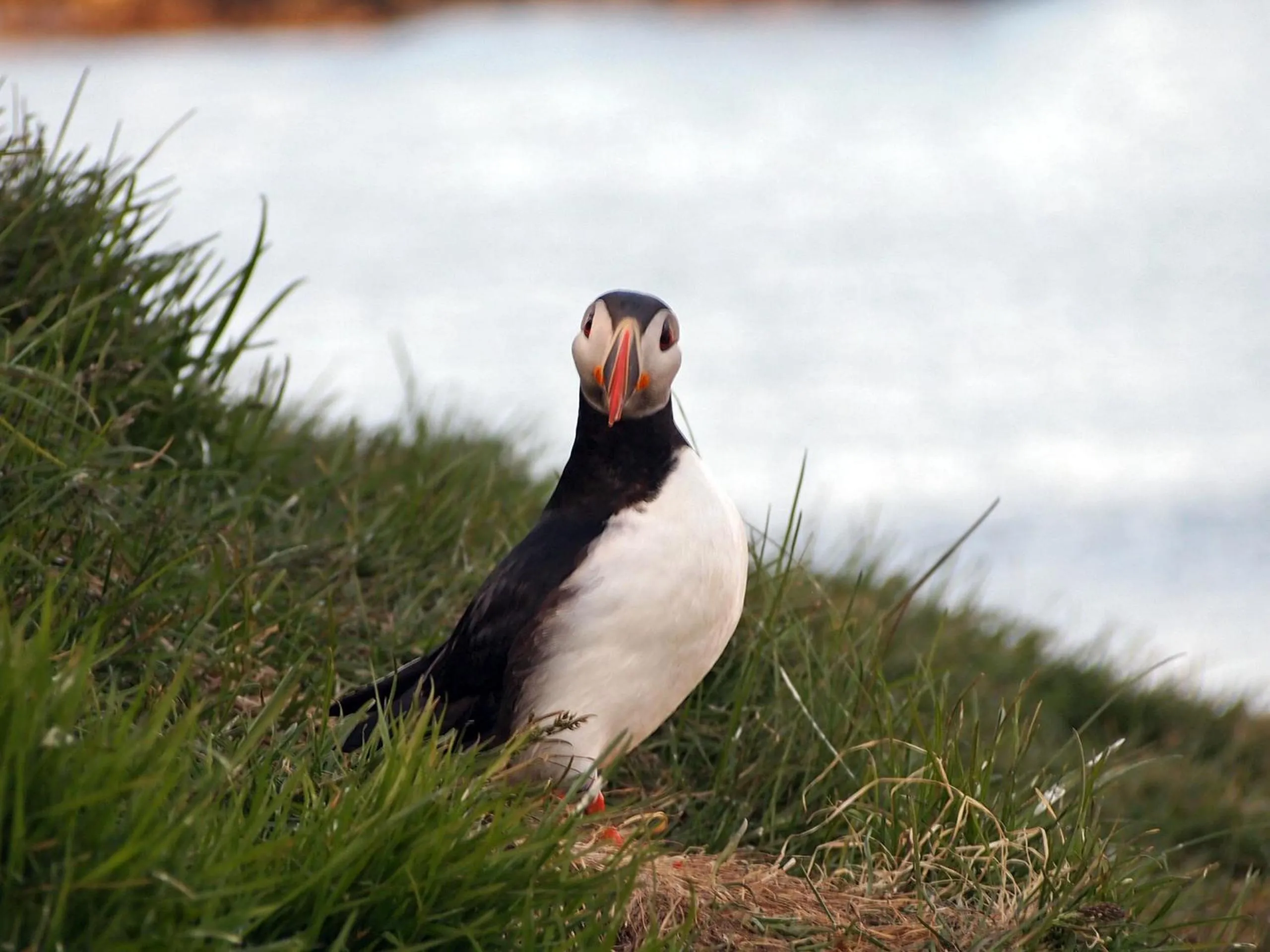 Animals in Blabjorg Resort