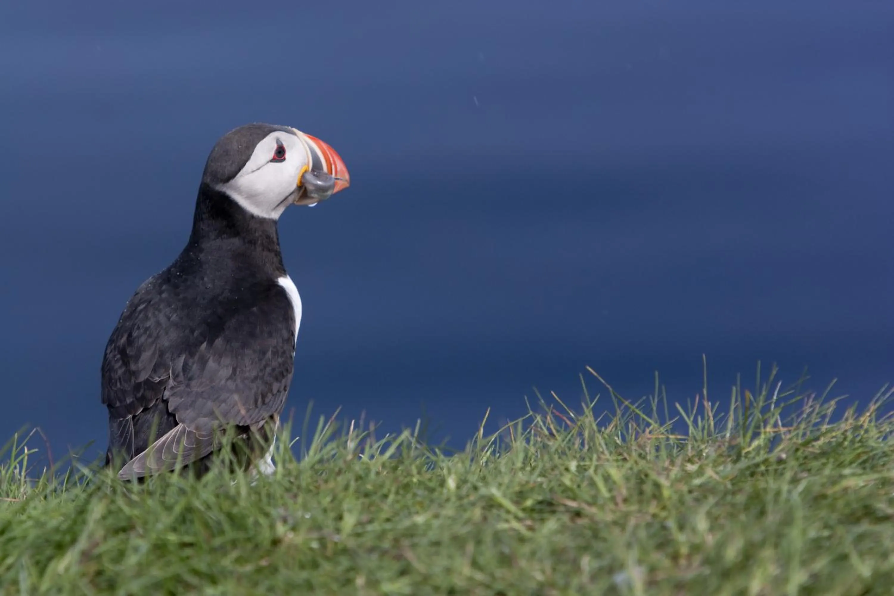 Day in Blabjorg Resort