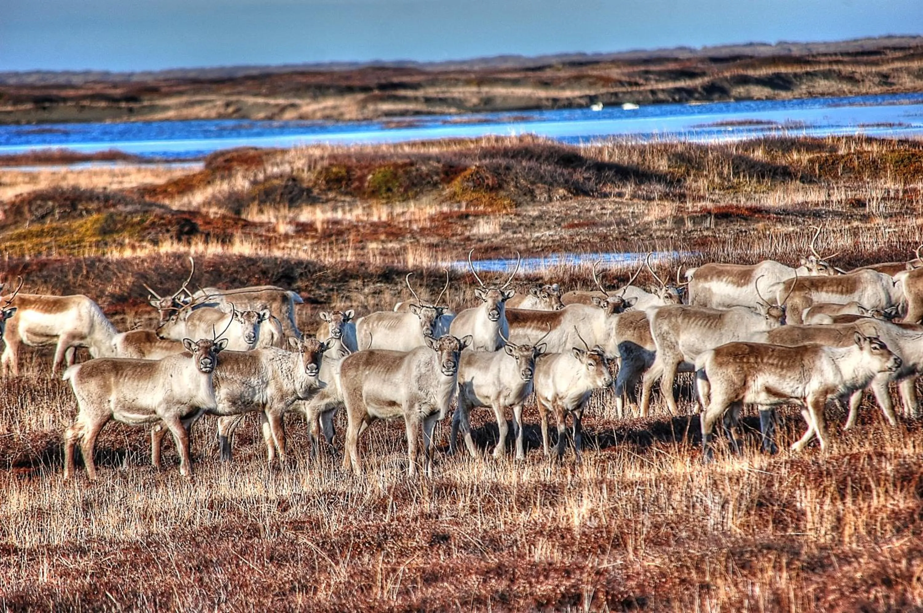 Spring in Blabjorg Resort