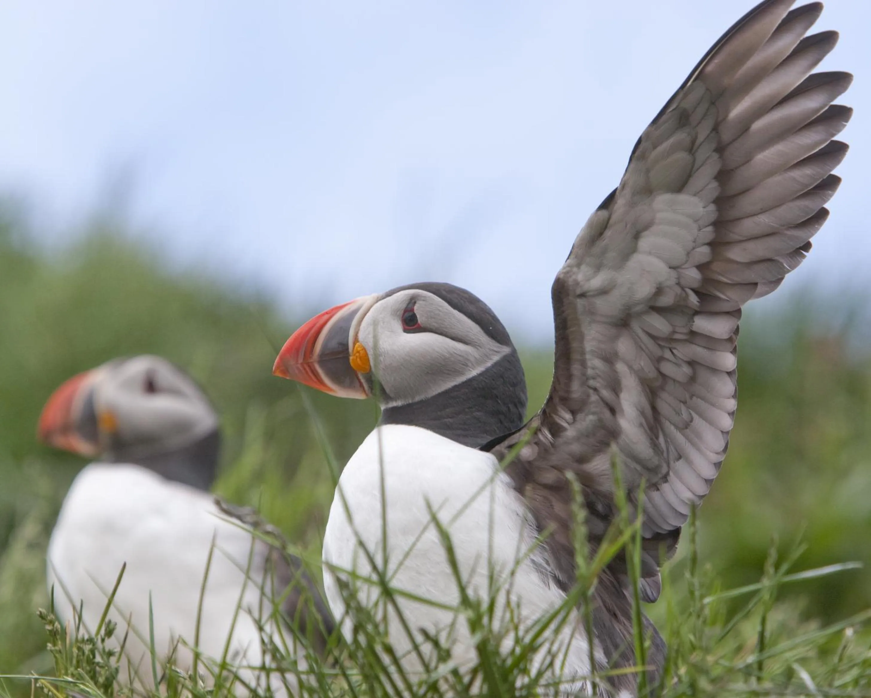 Day in Blabjorg Resort