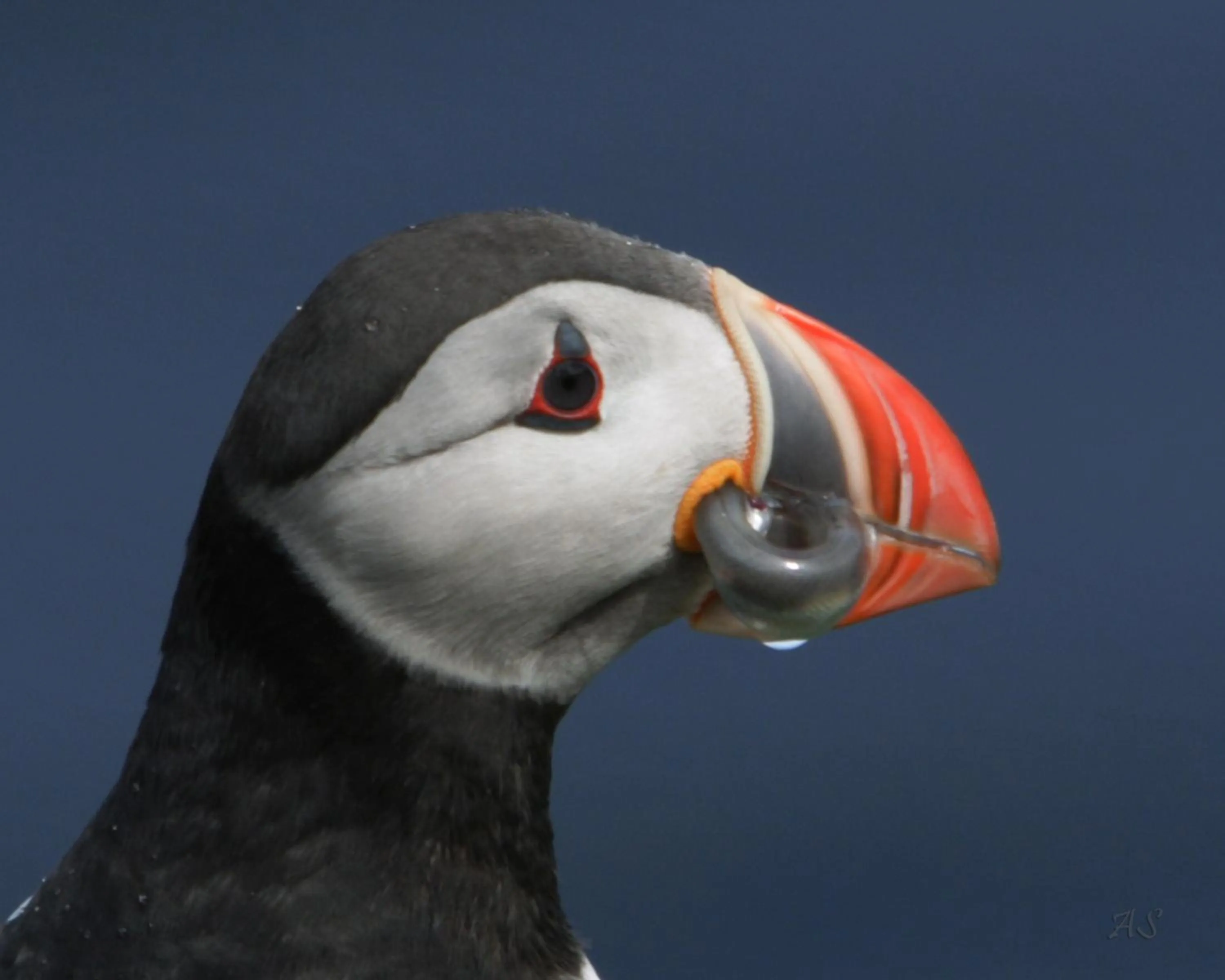Animals in Blabjorg Resort