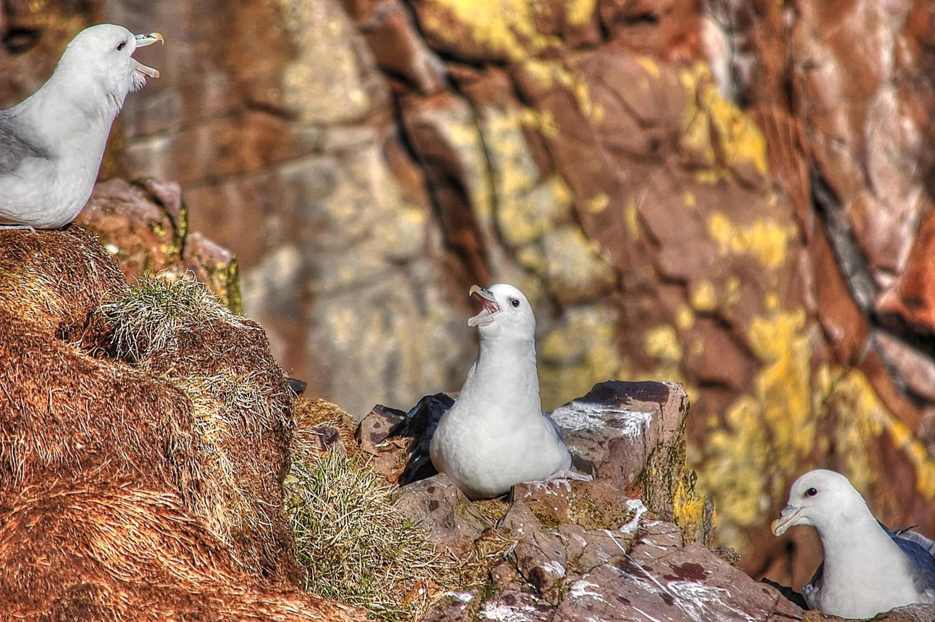 Neighbourhood in Blabjorg Resort
