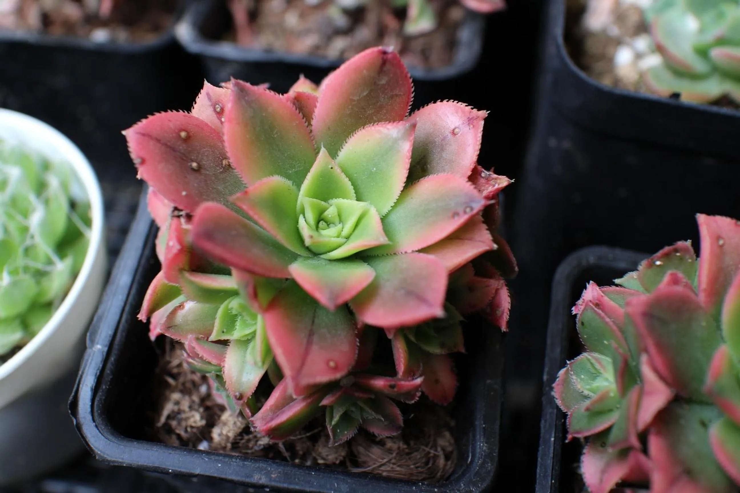 Children play ground in Suzhou Tongli Lake View Hotel