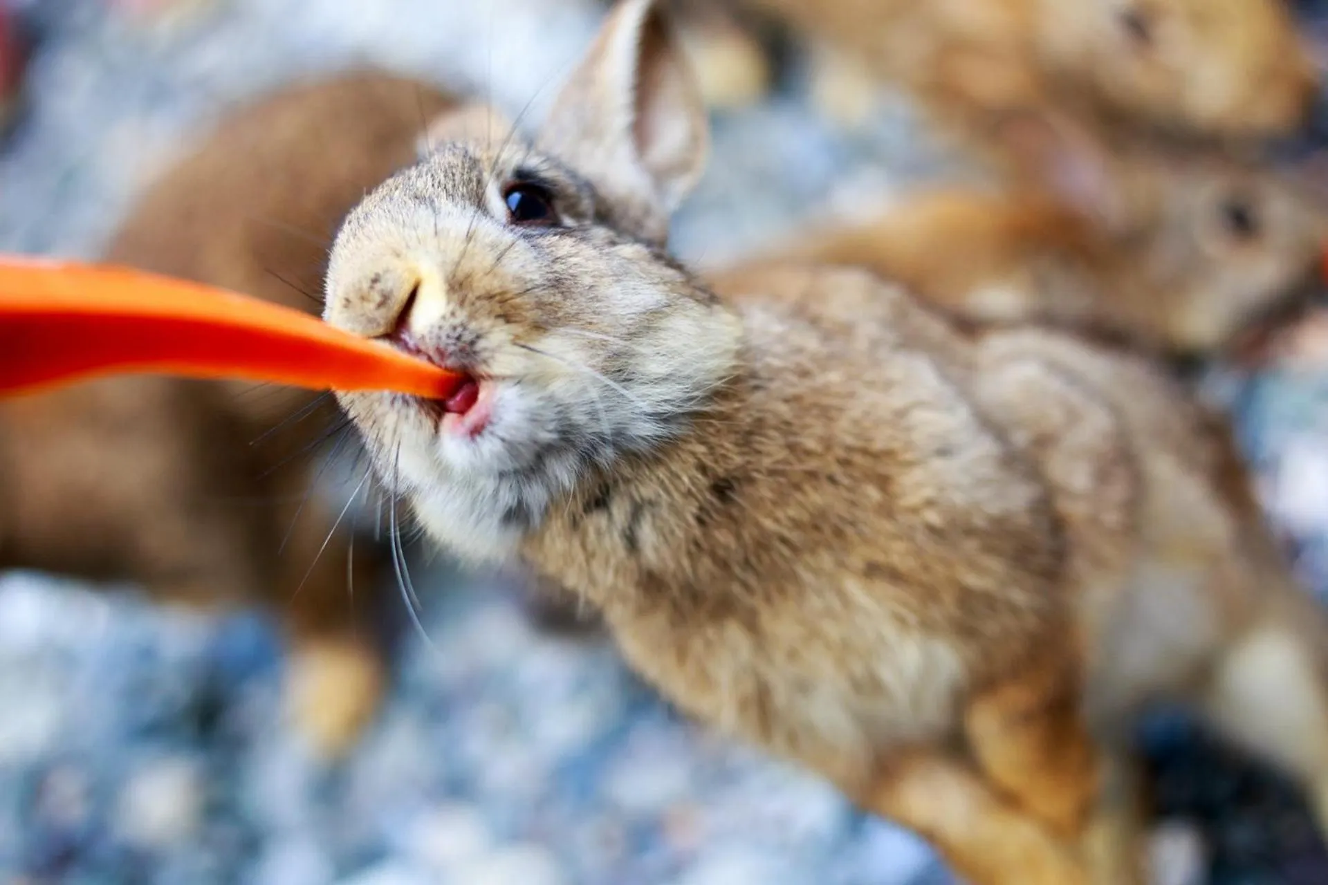Activities in Suzhou Tongli Lake View Hotel