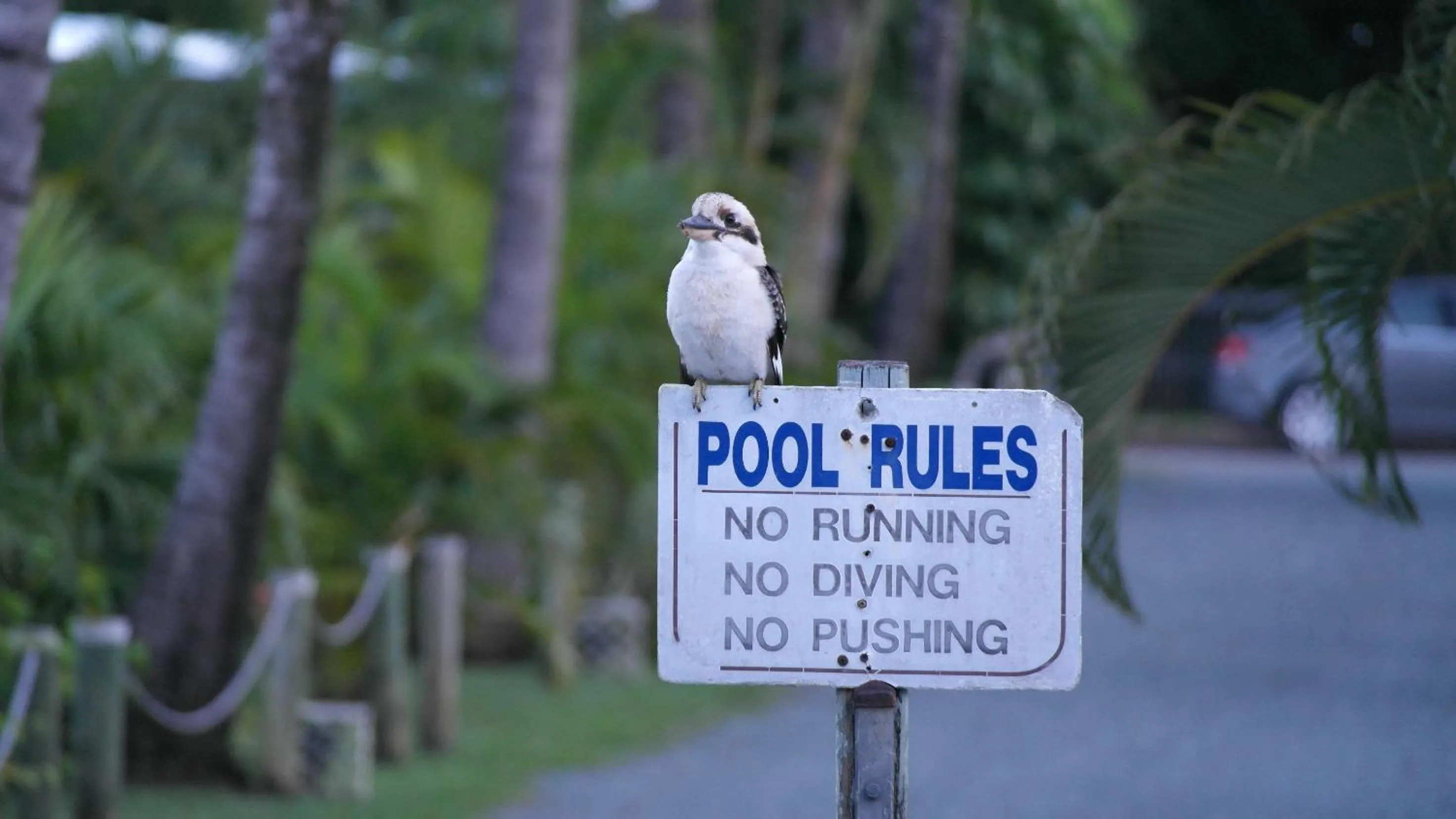 Swimming pool in Bush Village Holiday Cabins