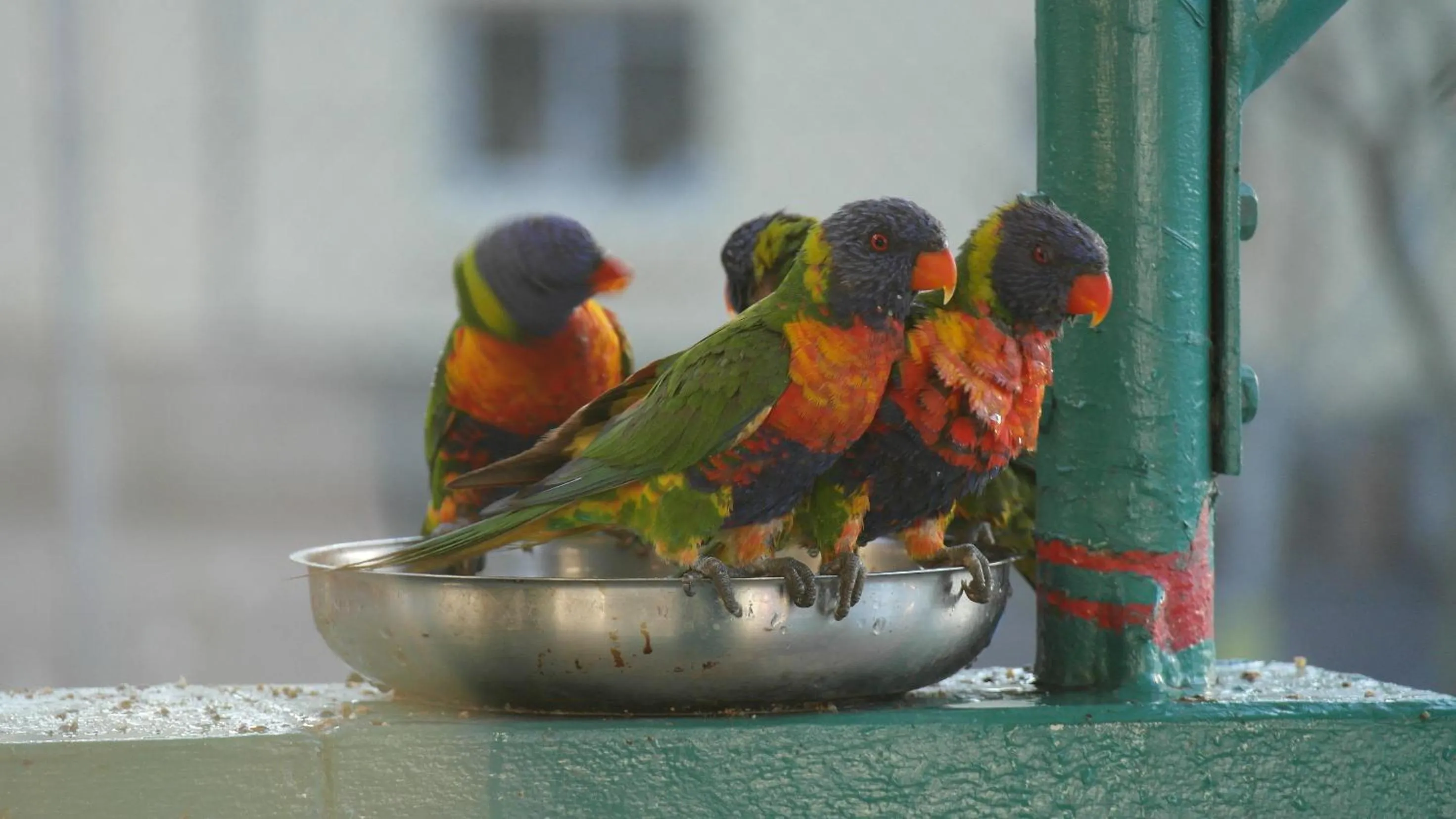 Garden in Bush Village Holiday Cabins