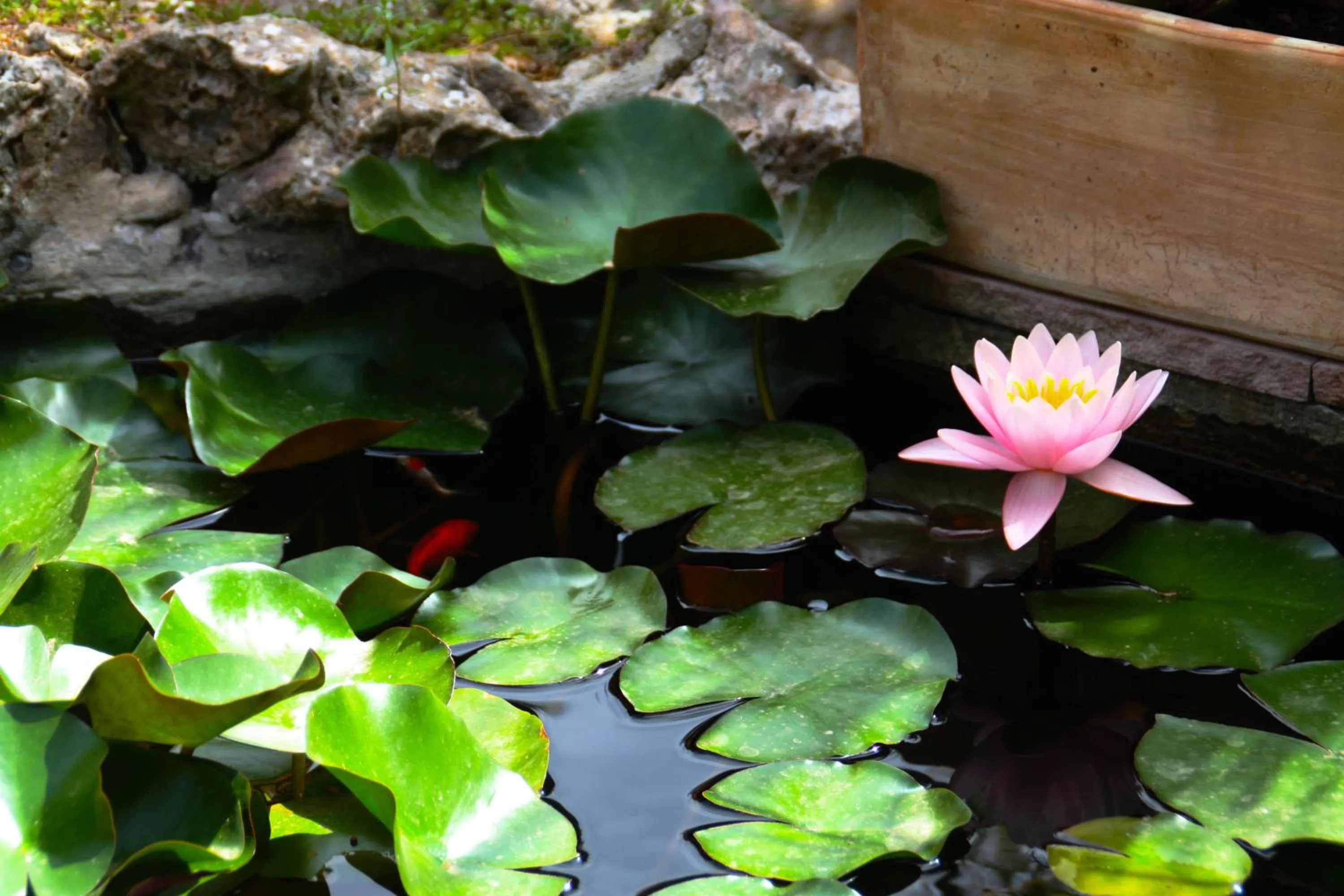 Garden in S´Hostal d´Esporles