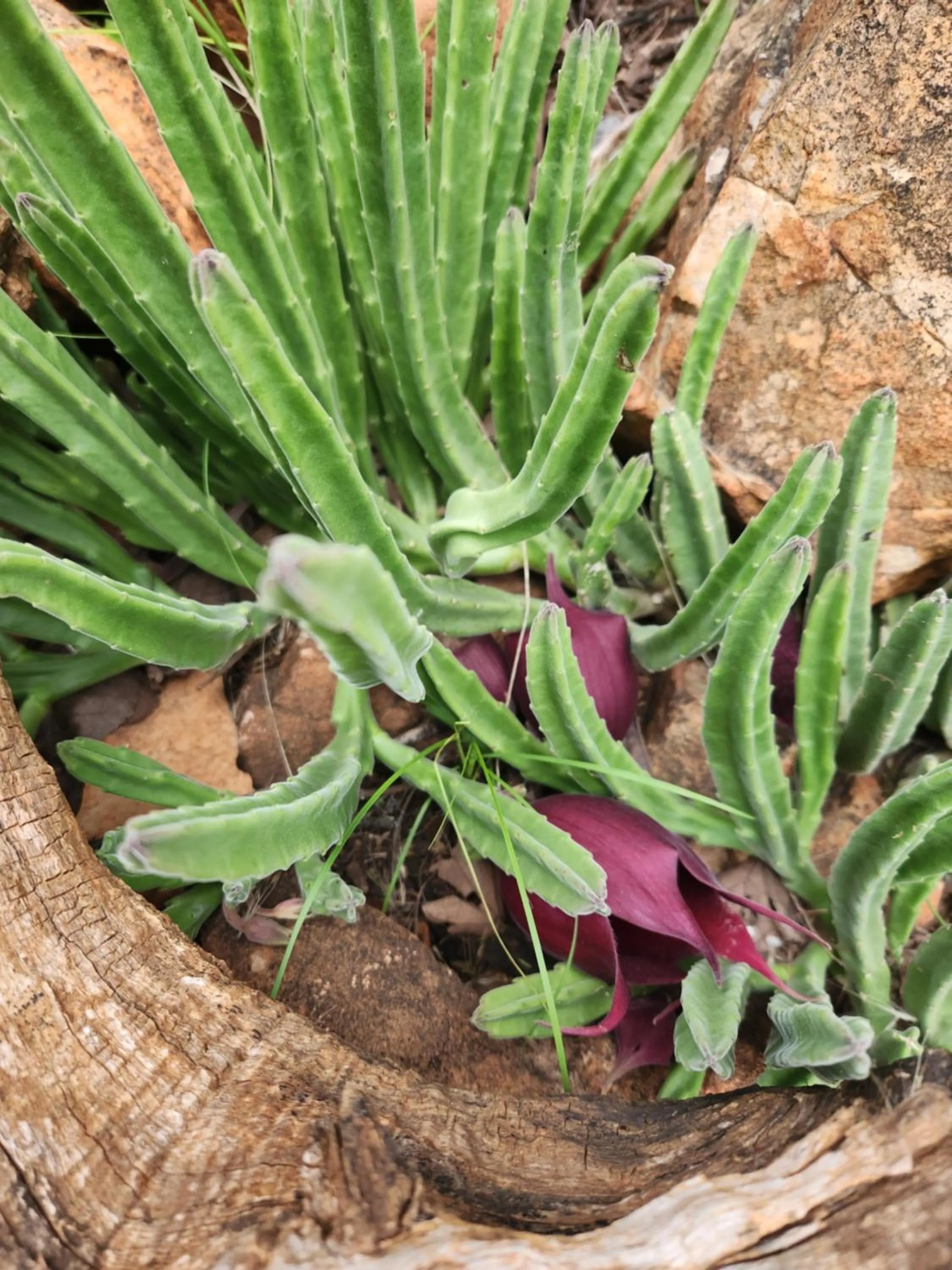 Suikerbosrant Sleep and go