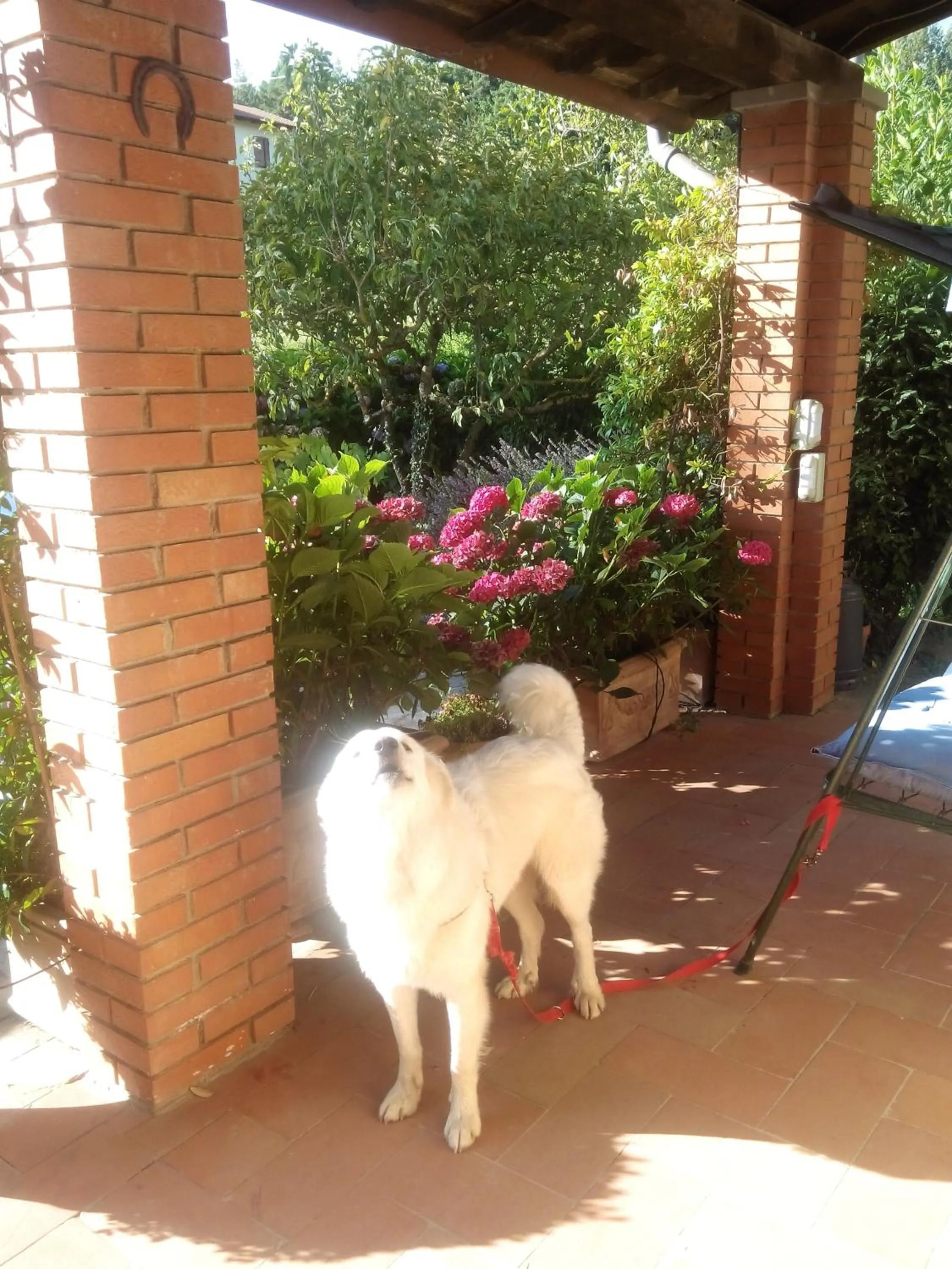 Pets in Da Ronald ... A Pian Del Papa