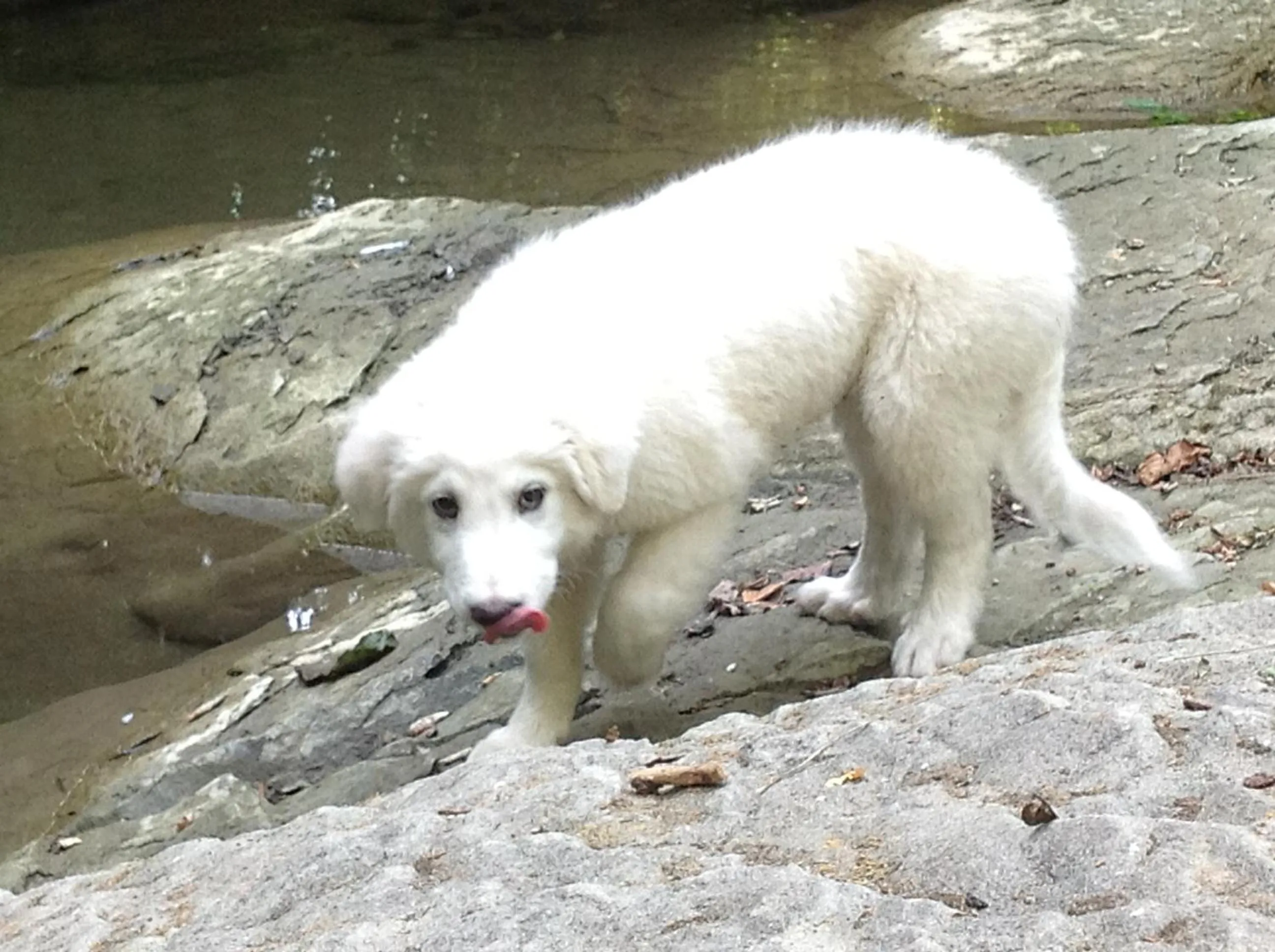 Pets in Da Ronald ... A Pian Del Papa