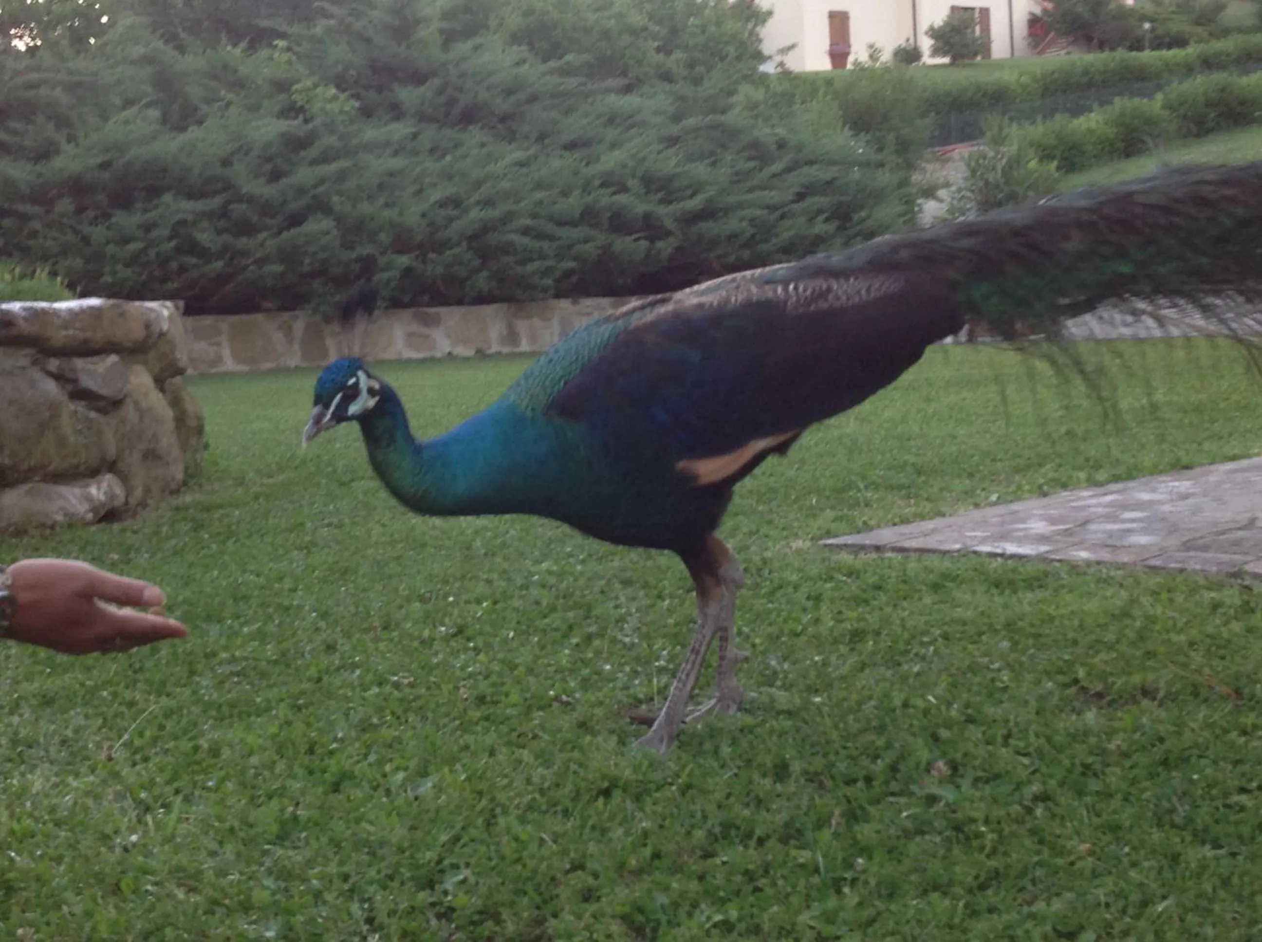 Pets in Da Ronald ... A Pian Del Papa