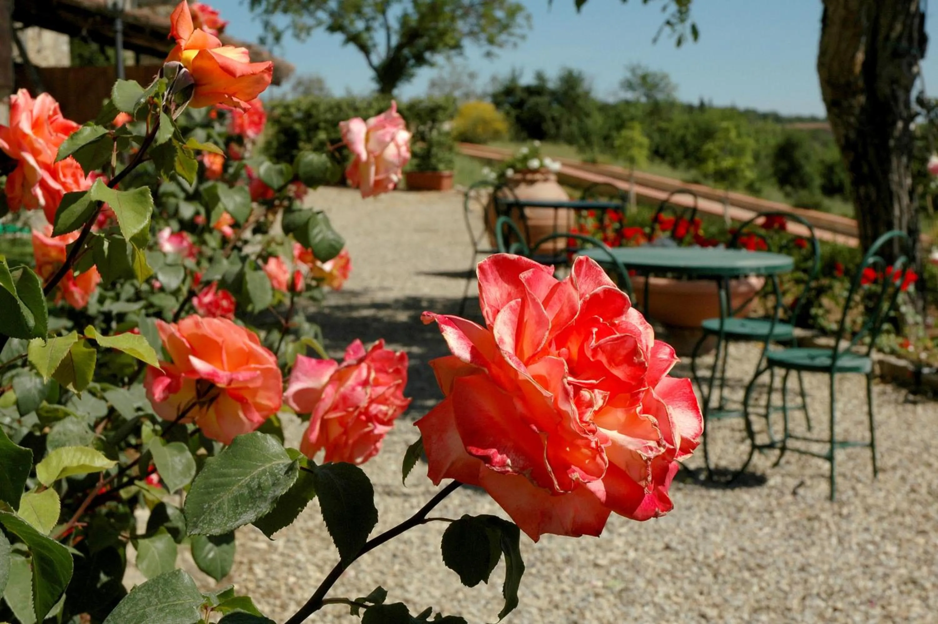Garden in Hotel Palazzo Squarcialupi