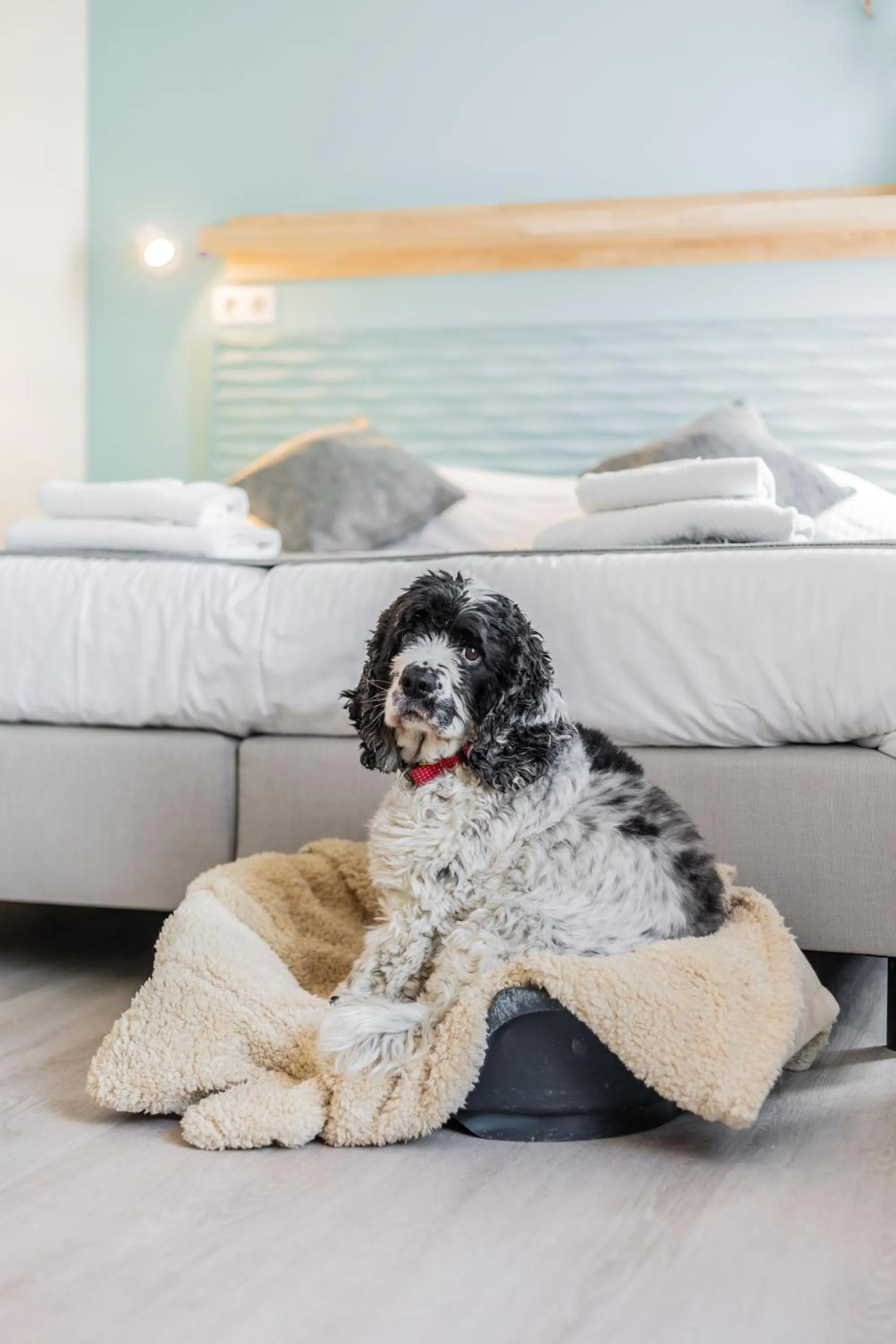 Pets, Bed in Hotel José