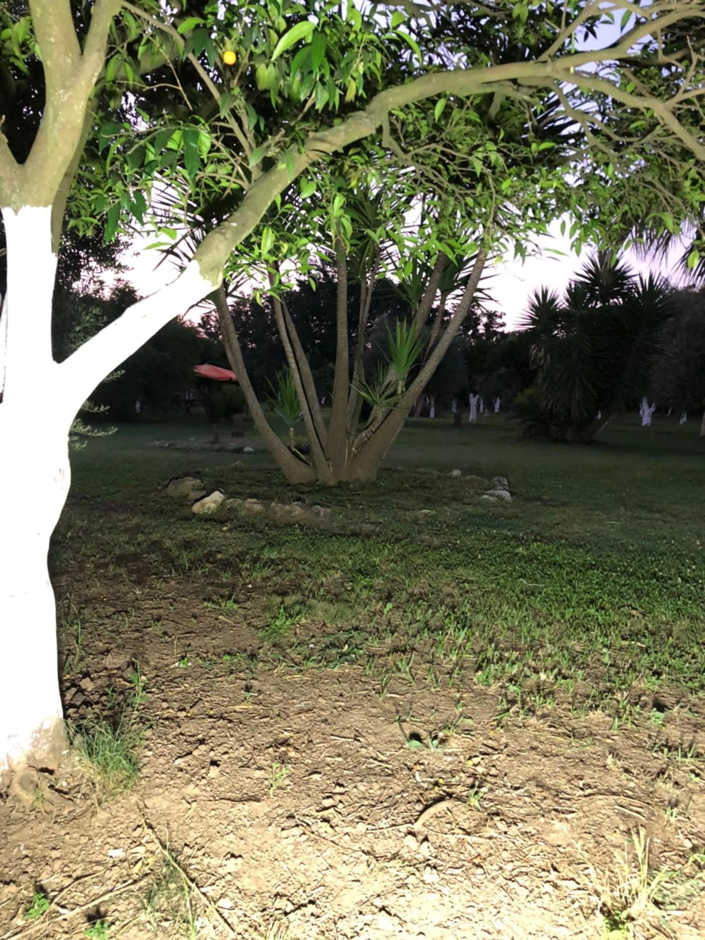 Garden in Decri resort