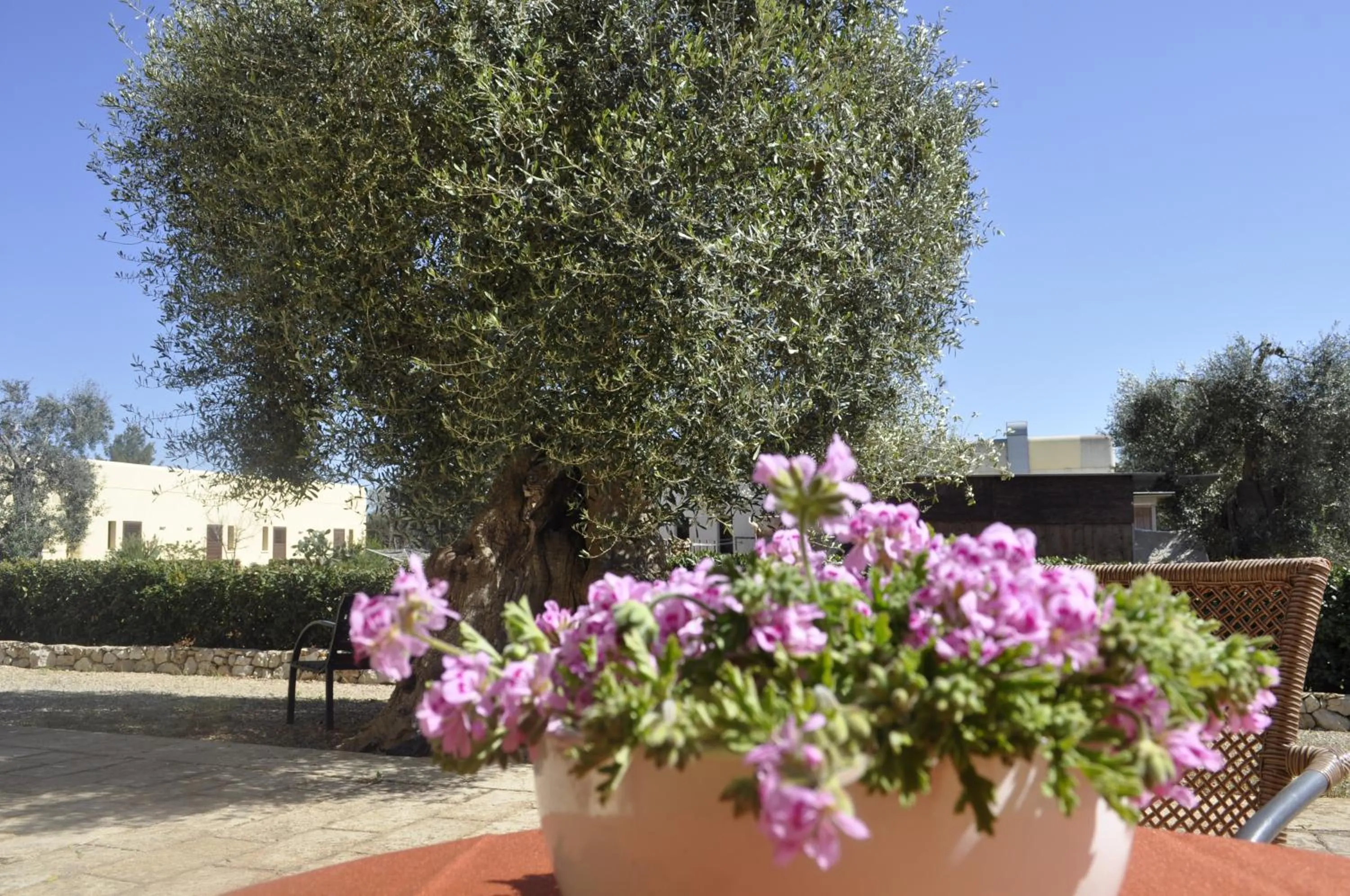Area and facilities in Delle Rose, Hotel & Horse Riding