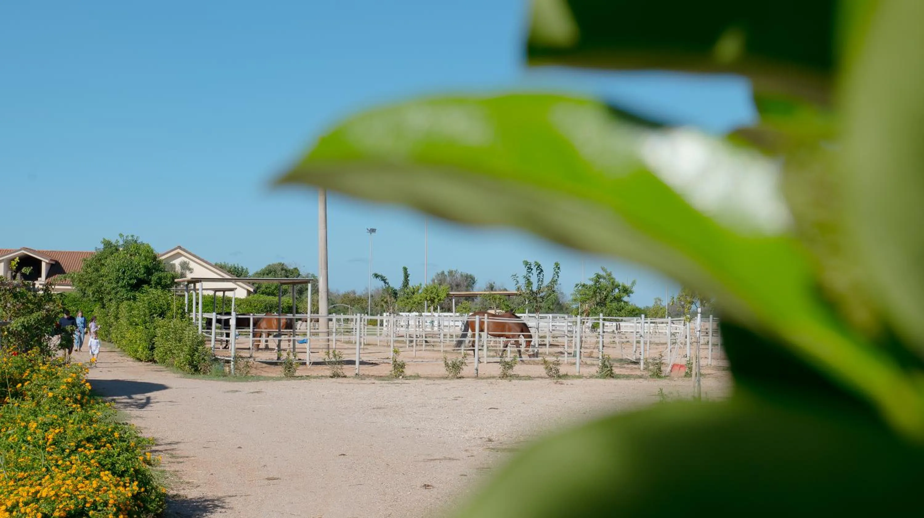 Animals in Delle Rose, Hotel & Horse Riding
