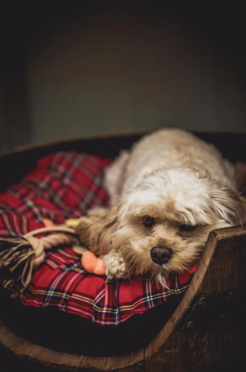 Pets in The Marquis of Granby