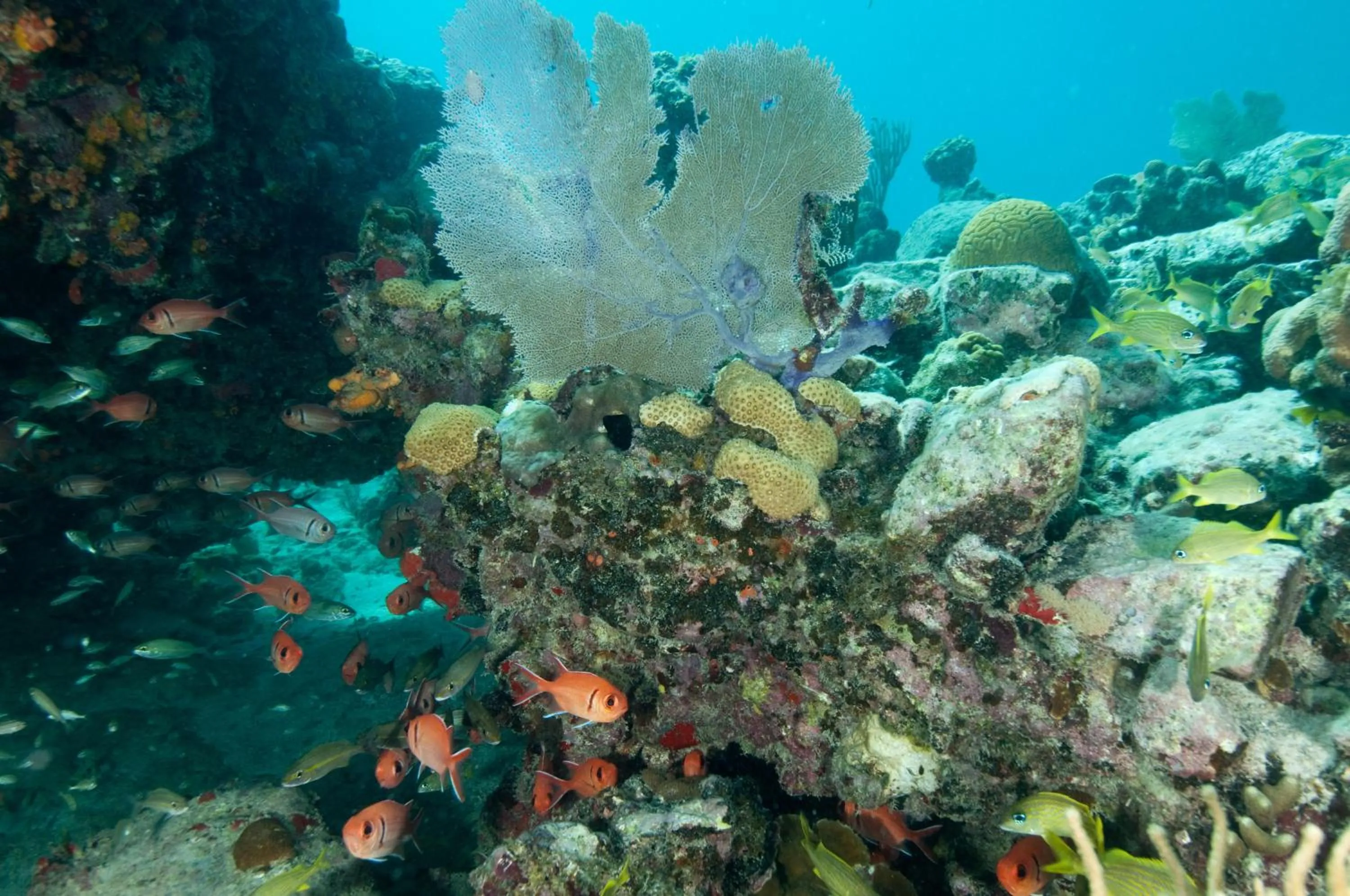 Snorkeling in Gallows Point Resort