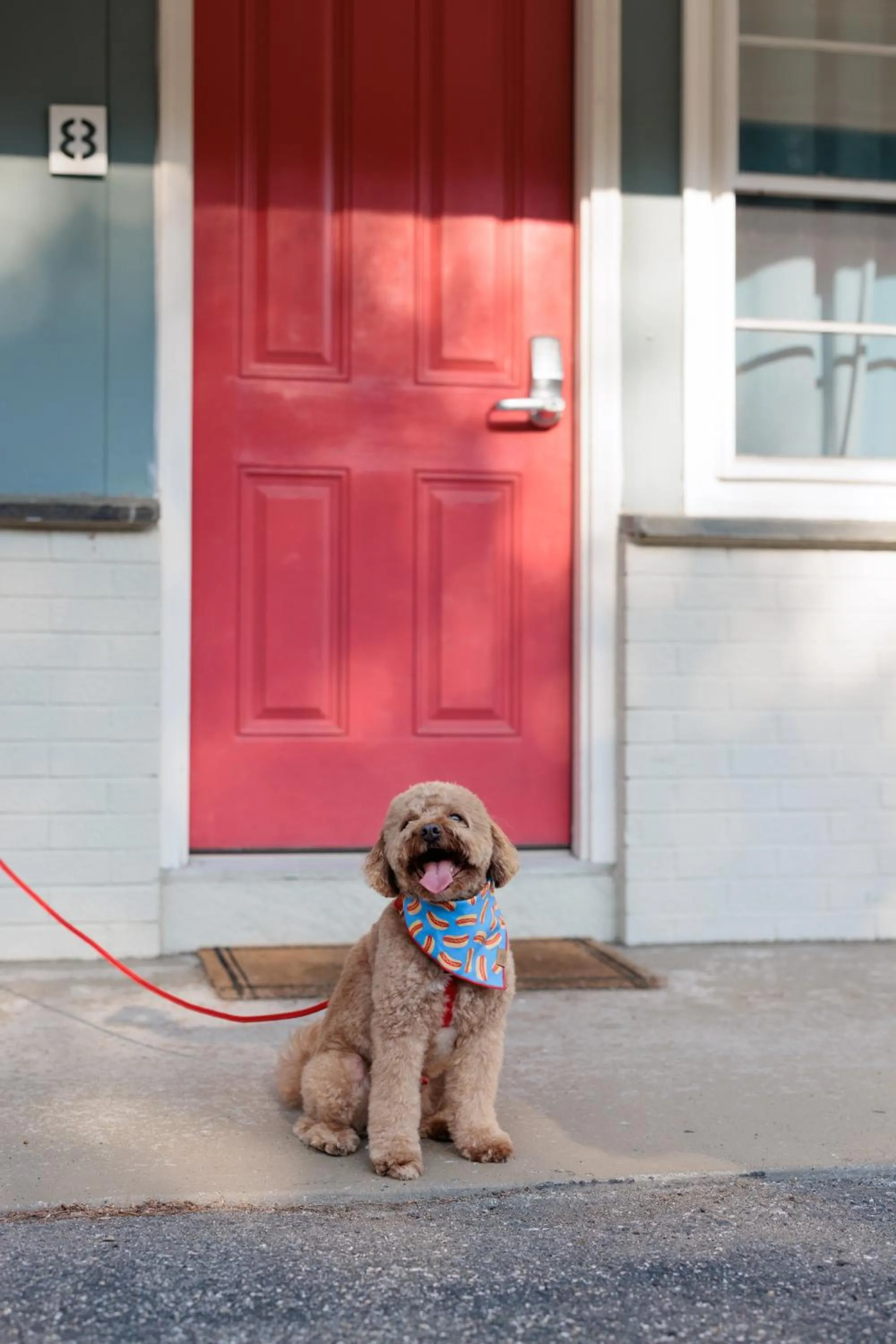 Pets in The Little Lion