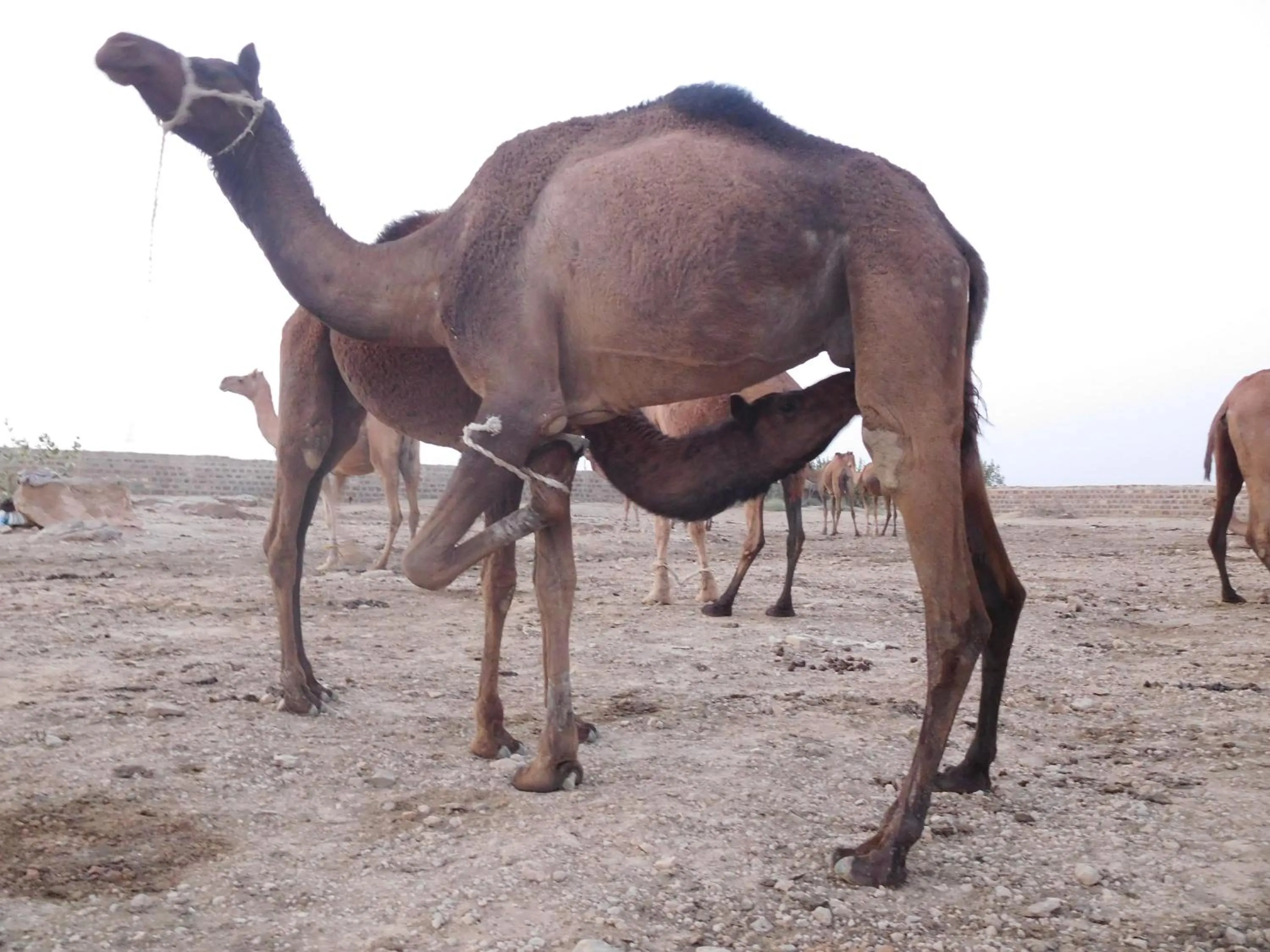 Evening entertainment in Hotel Deep Mahal