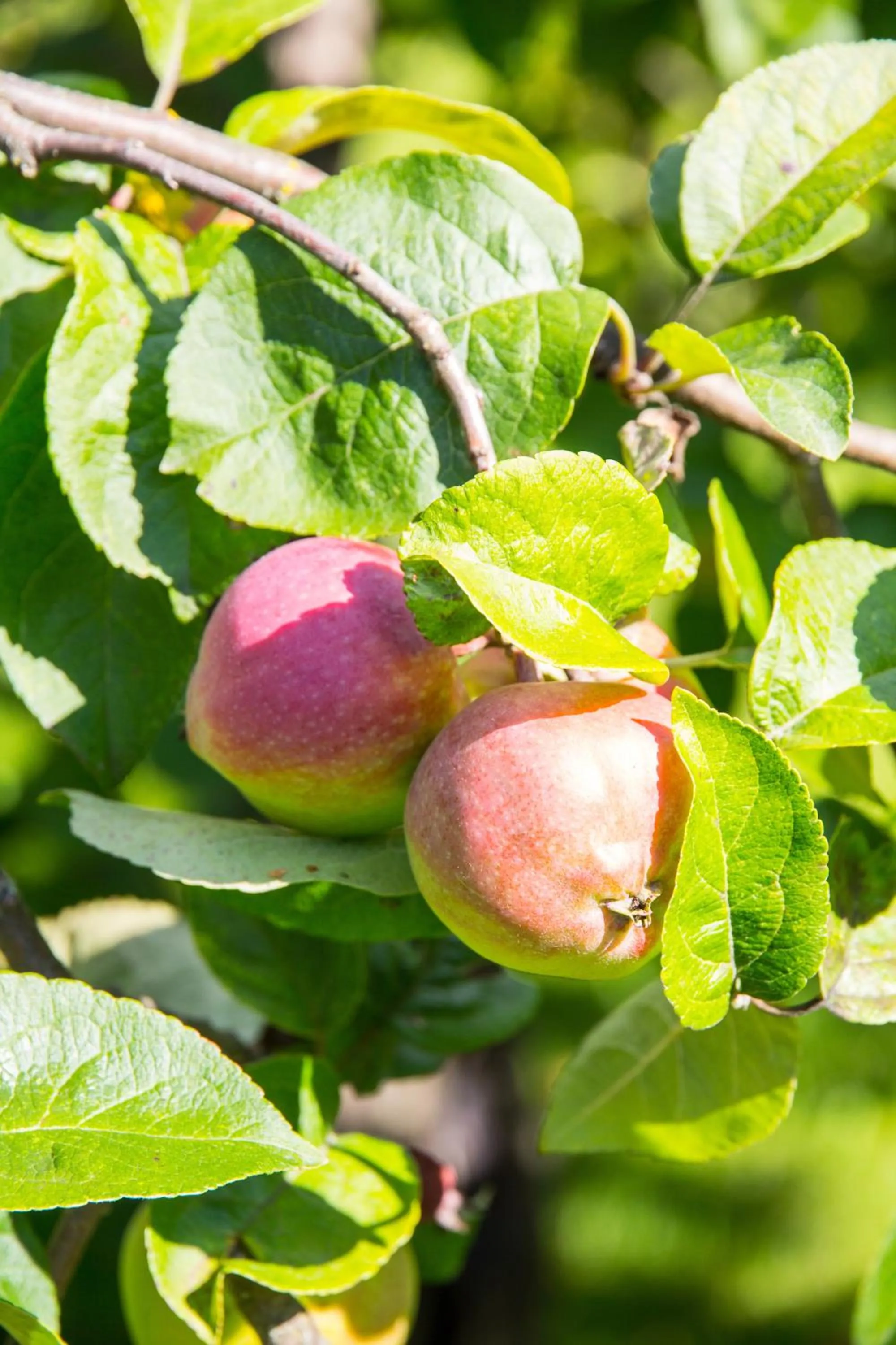 Summer in Vaihmalan Hovi