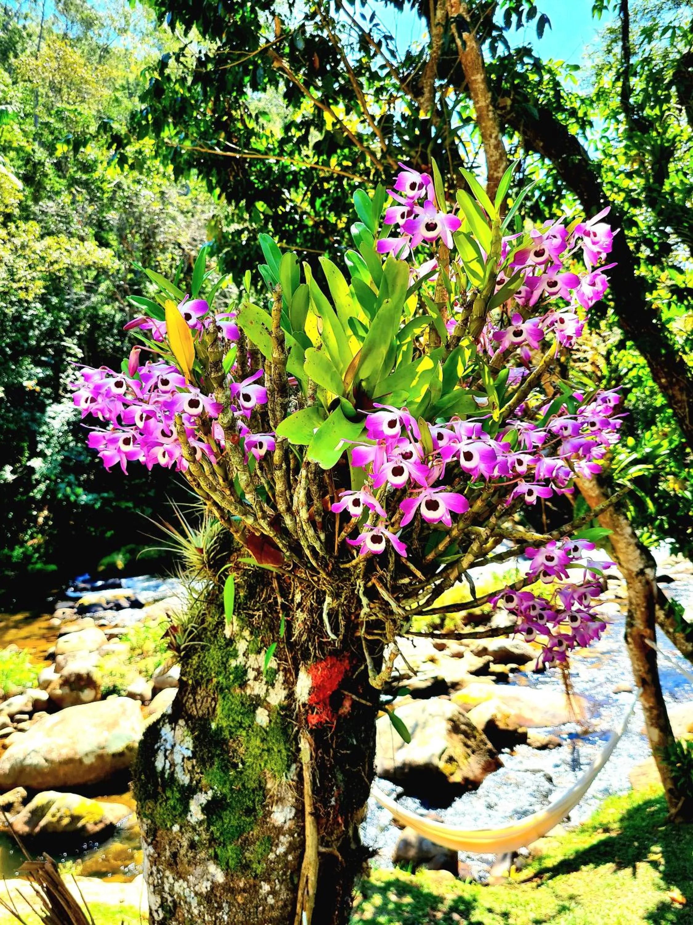 Day in Brilho do Sol - Lumiar