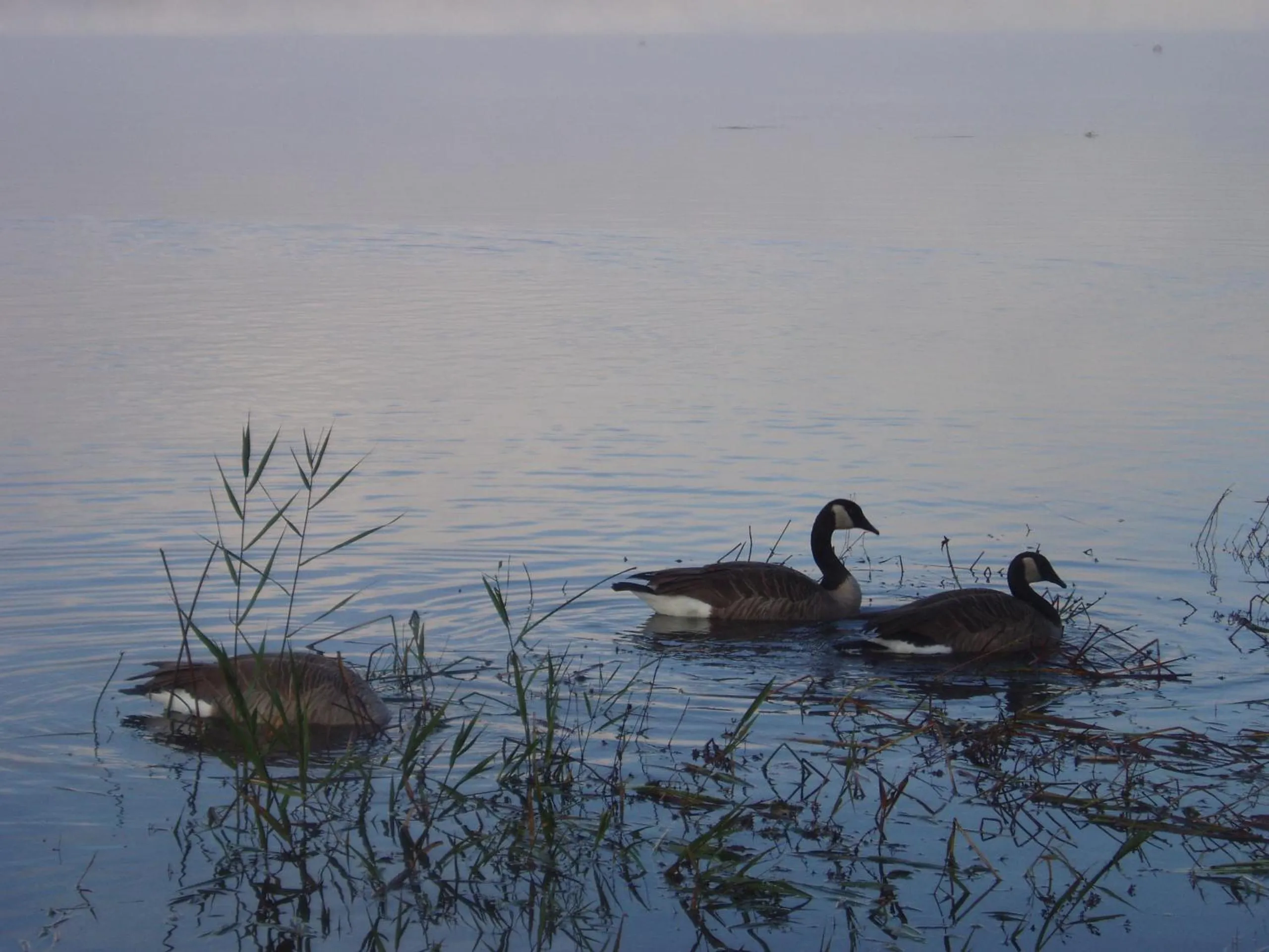 Animals in Komaya Ryokan